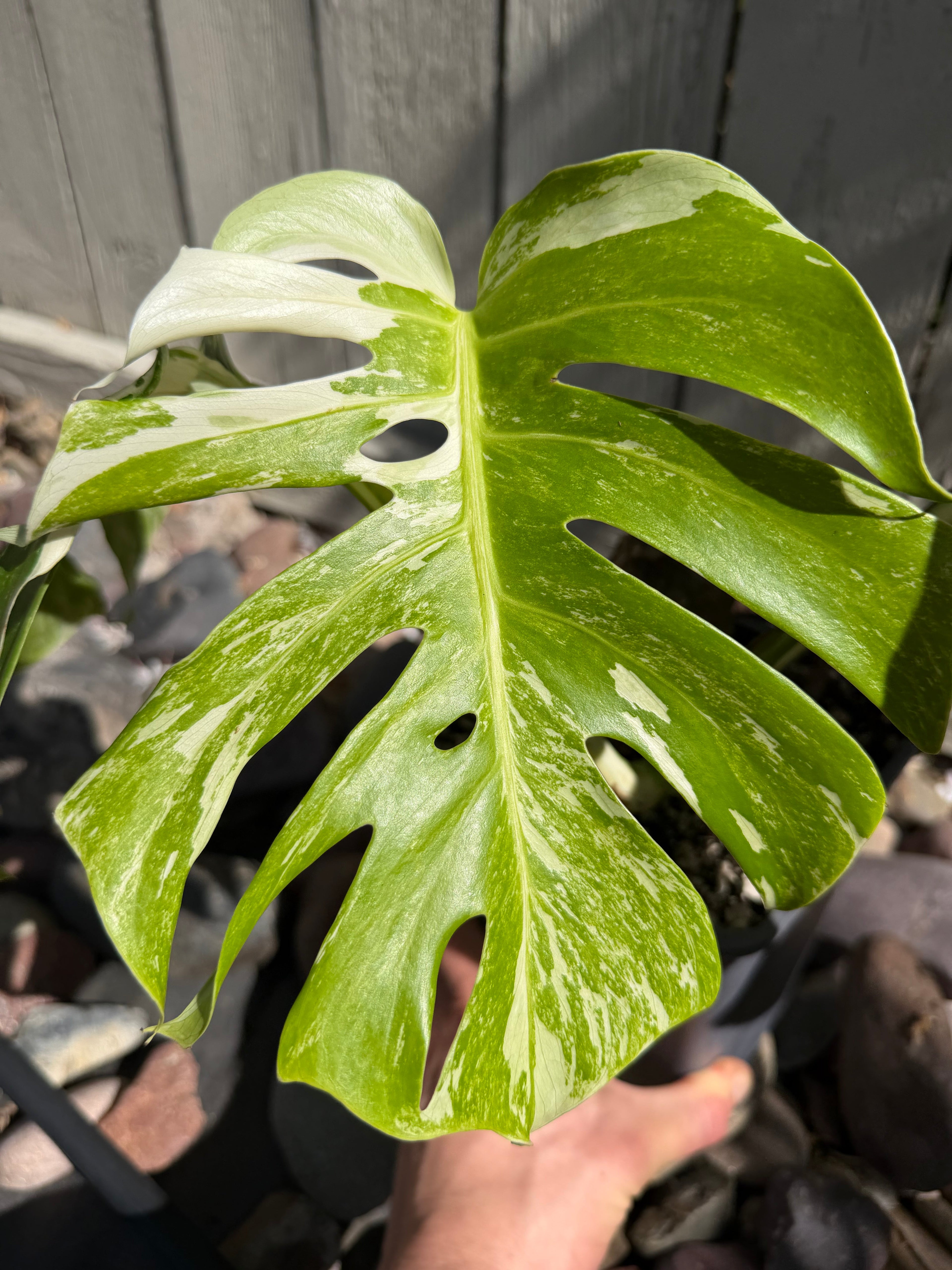 Monstera