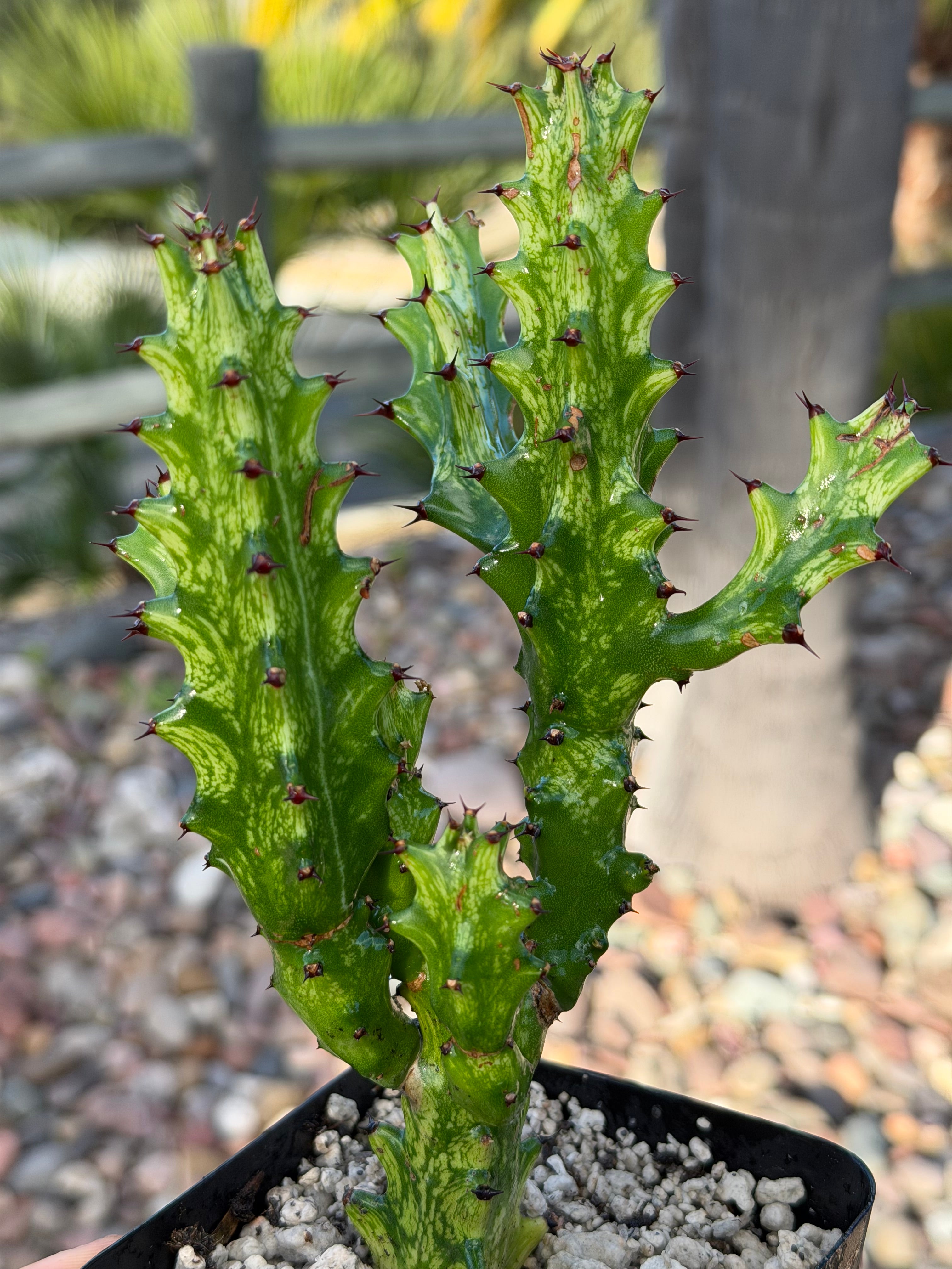 Euphorbia