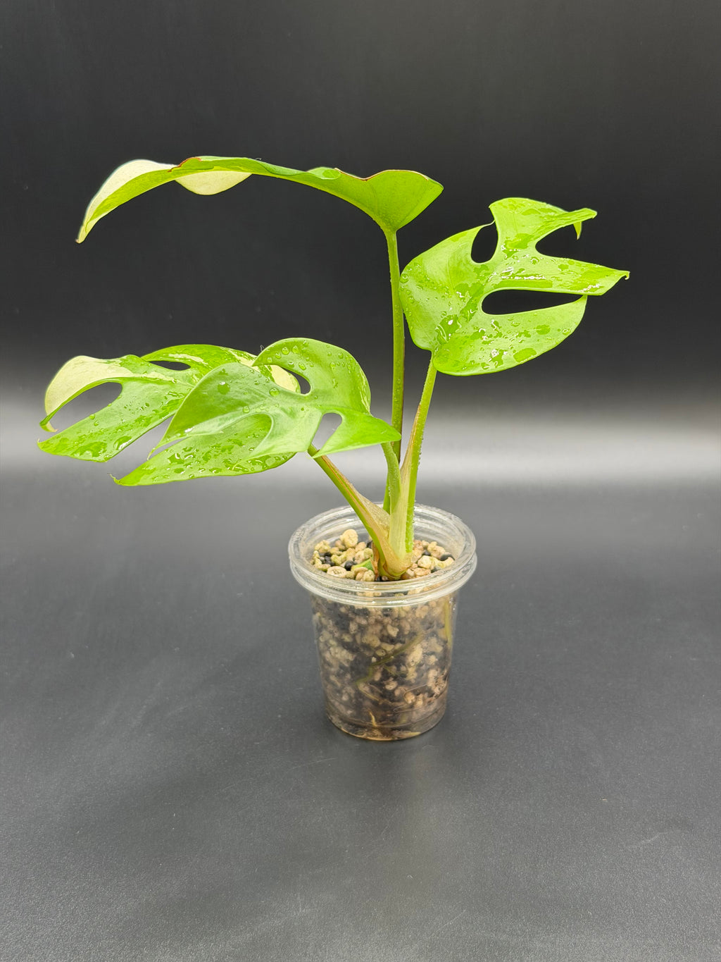 Rhaphidophora Tetrasperma 'Aurea' (RT-02)