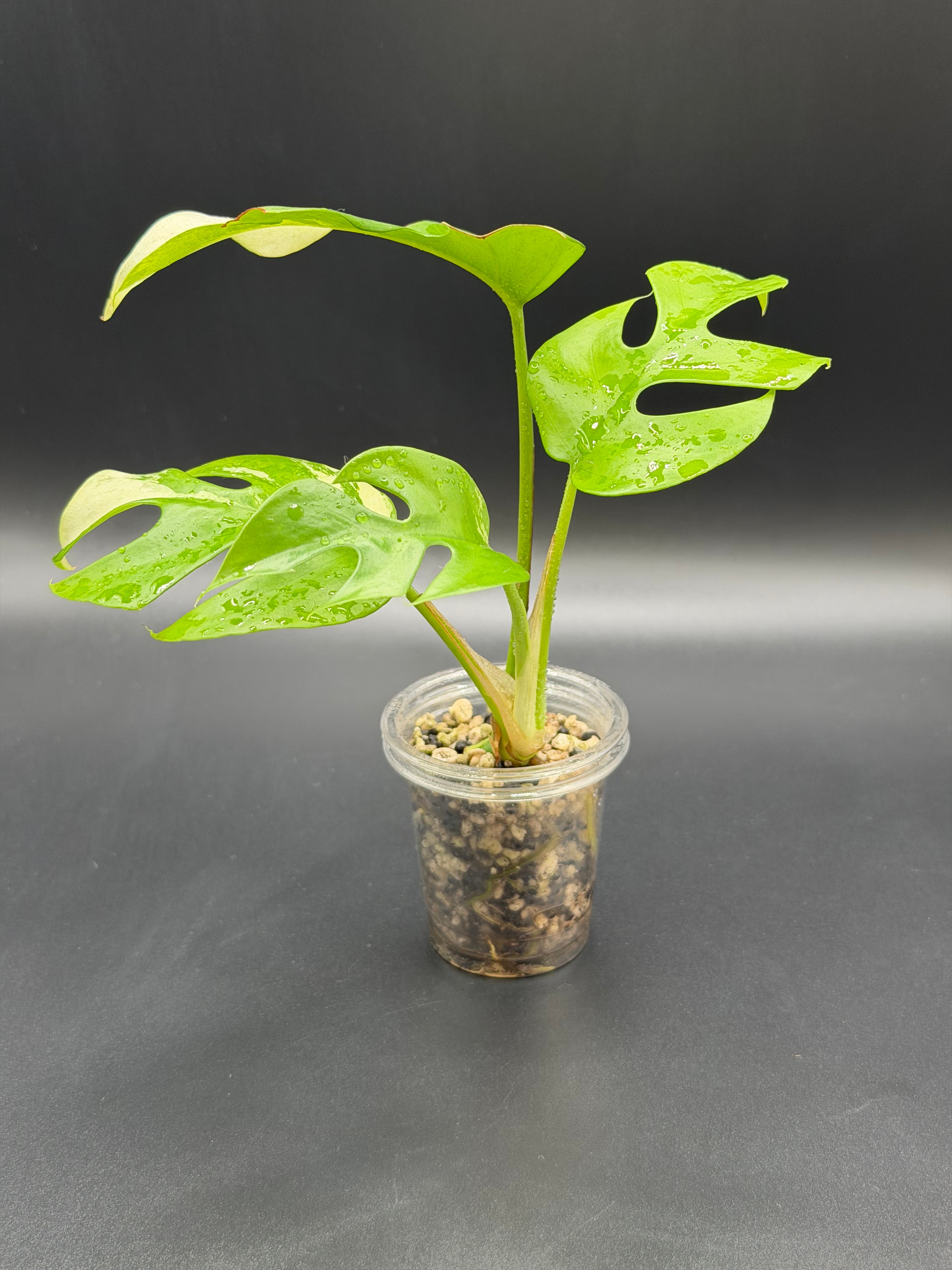 Rhaphidophora Tetrasperma 'Aurea' (RT-02)