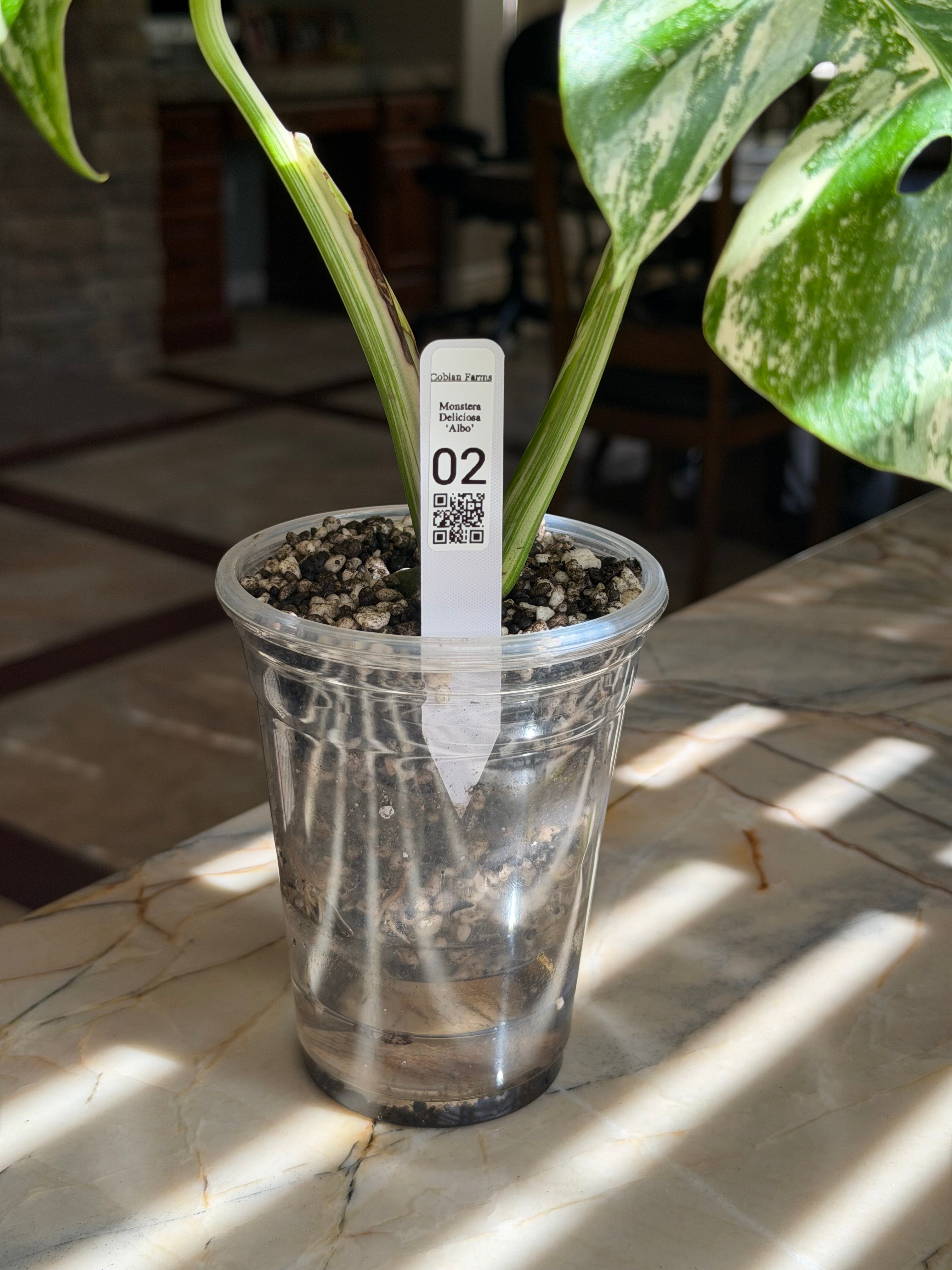 Monstera Deliciosa Albo - 02