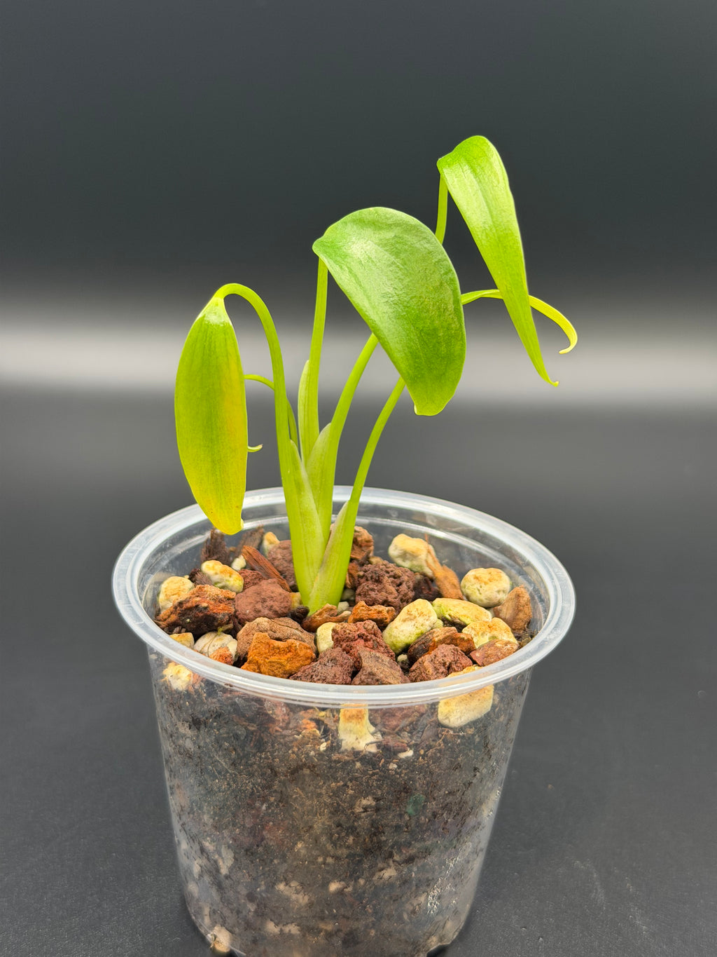 Monstera Burle Marx Flame *Growers Choice*