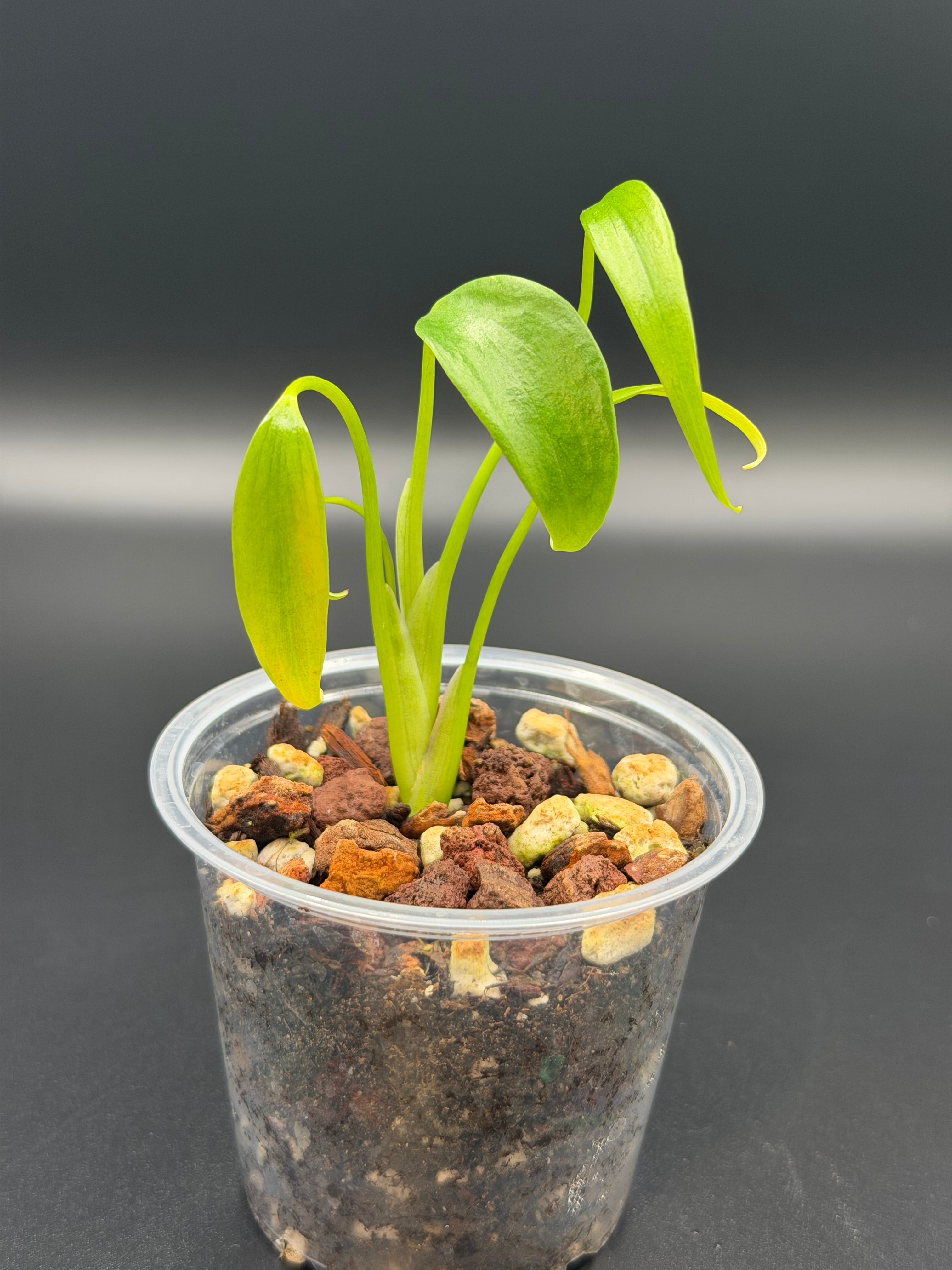 Monstera Burle Marx Flame *Growers Choice*