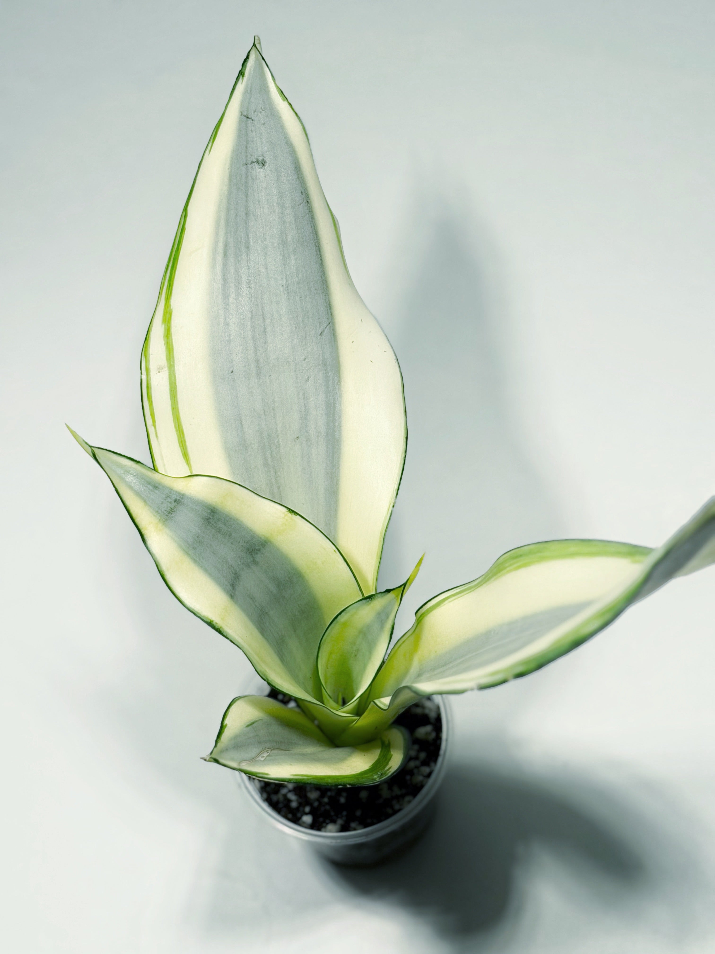 Sansevieria ‘Moonshine Splash’