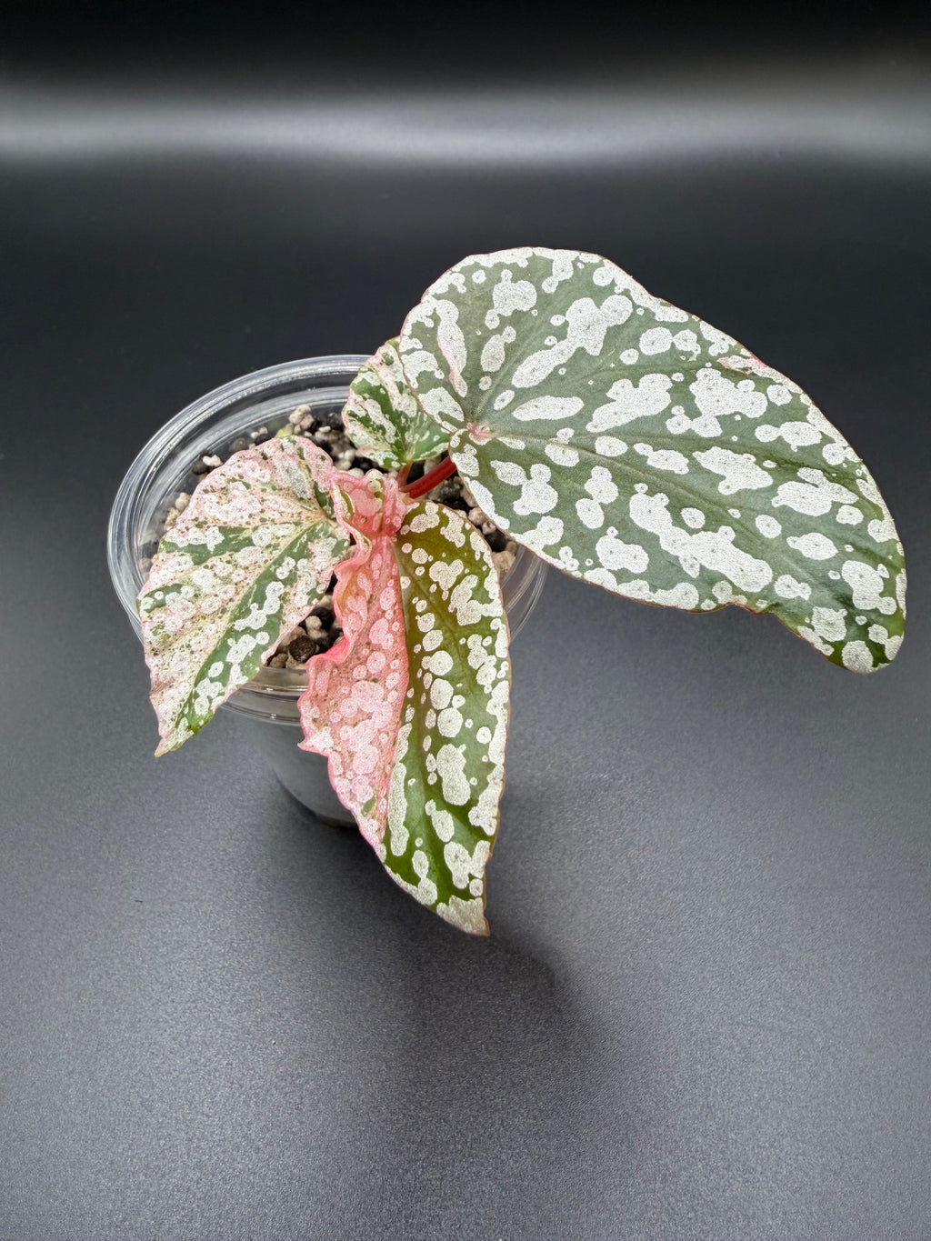 BEGONIA ‘SNOW CAPPED’ VARIEGATED (BSC-02)