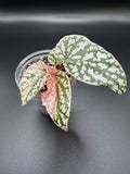 BEGONIA ‘SNOW CAPPED’ VARIEGATED (BSC-02)