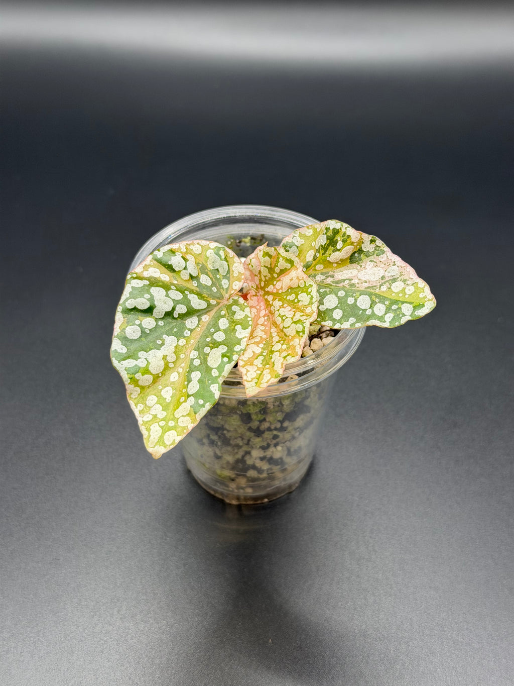 BEGONIA ‘SNOW CAPPED’ VARIEGATED (BSC-01)