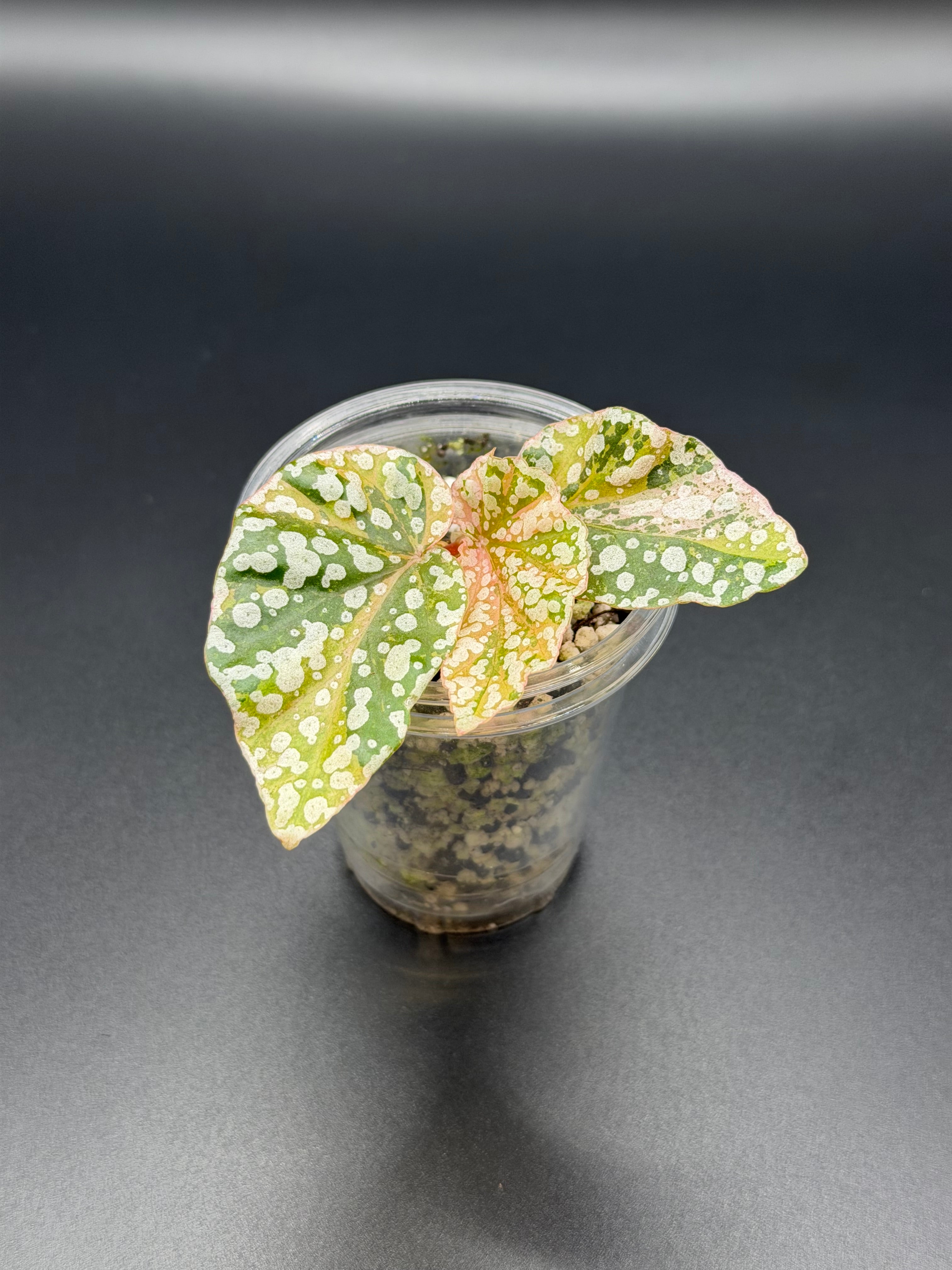 BEGONIA ‘SNOW CAPPED’ VARIEGATED (BSC-01)