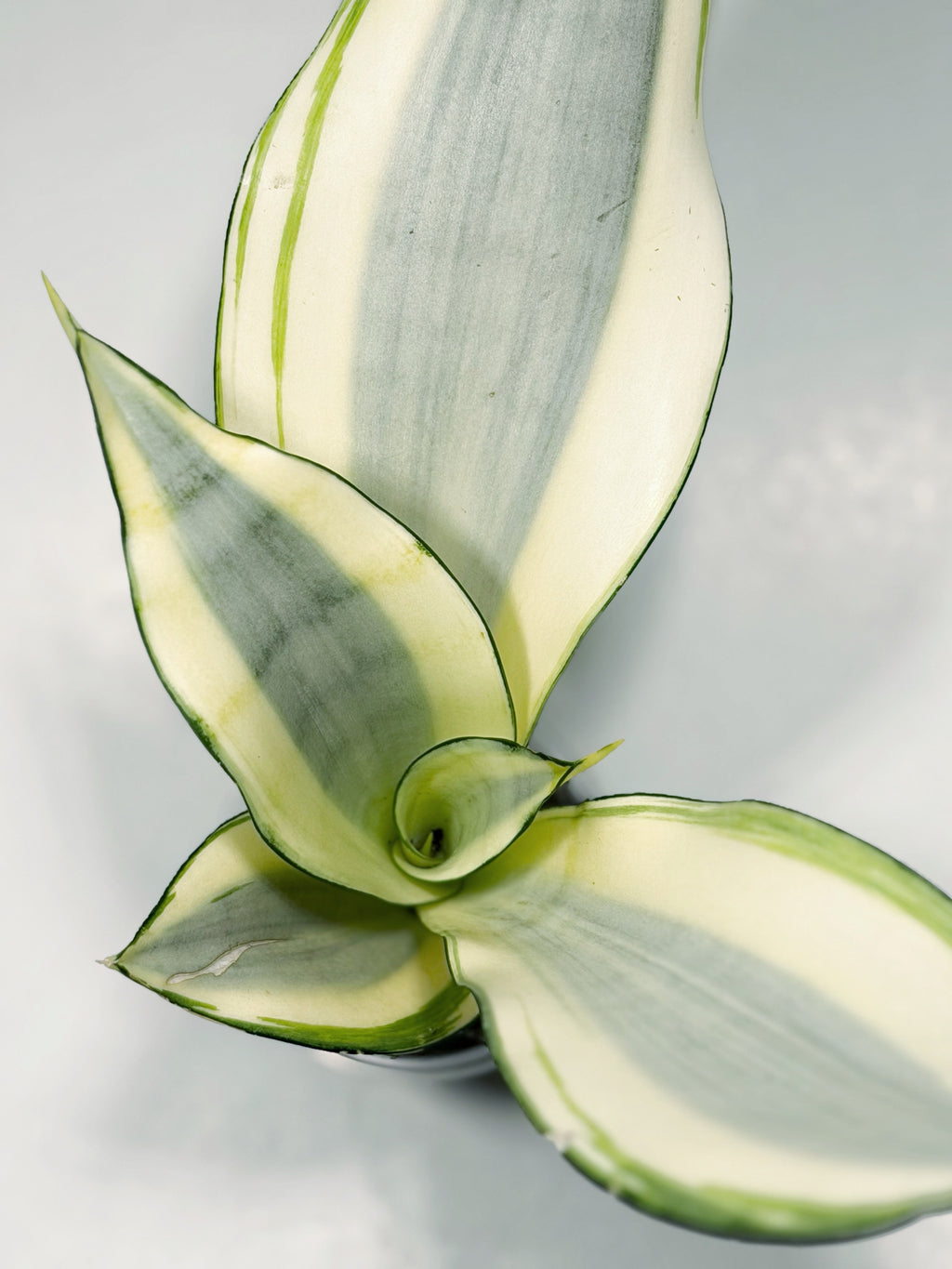 Sansevieria ‘Moonshine Splash’