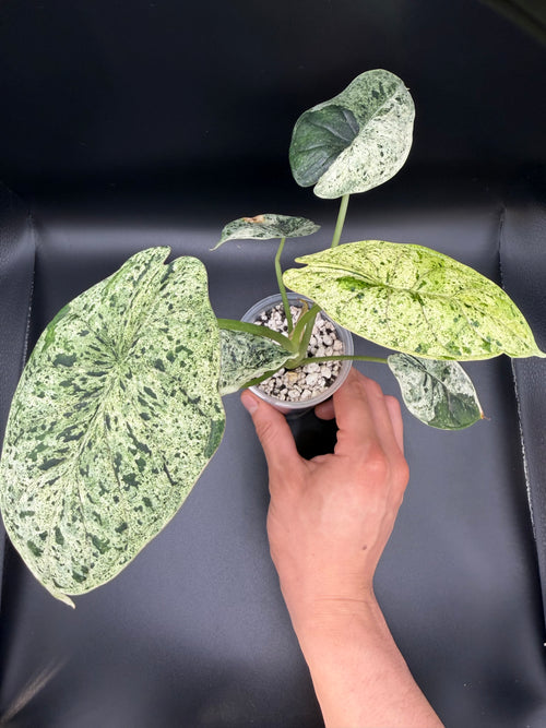 ALOCASIA DRAGON SCALE ‘MINT’ (DSM-02)
