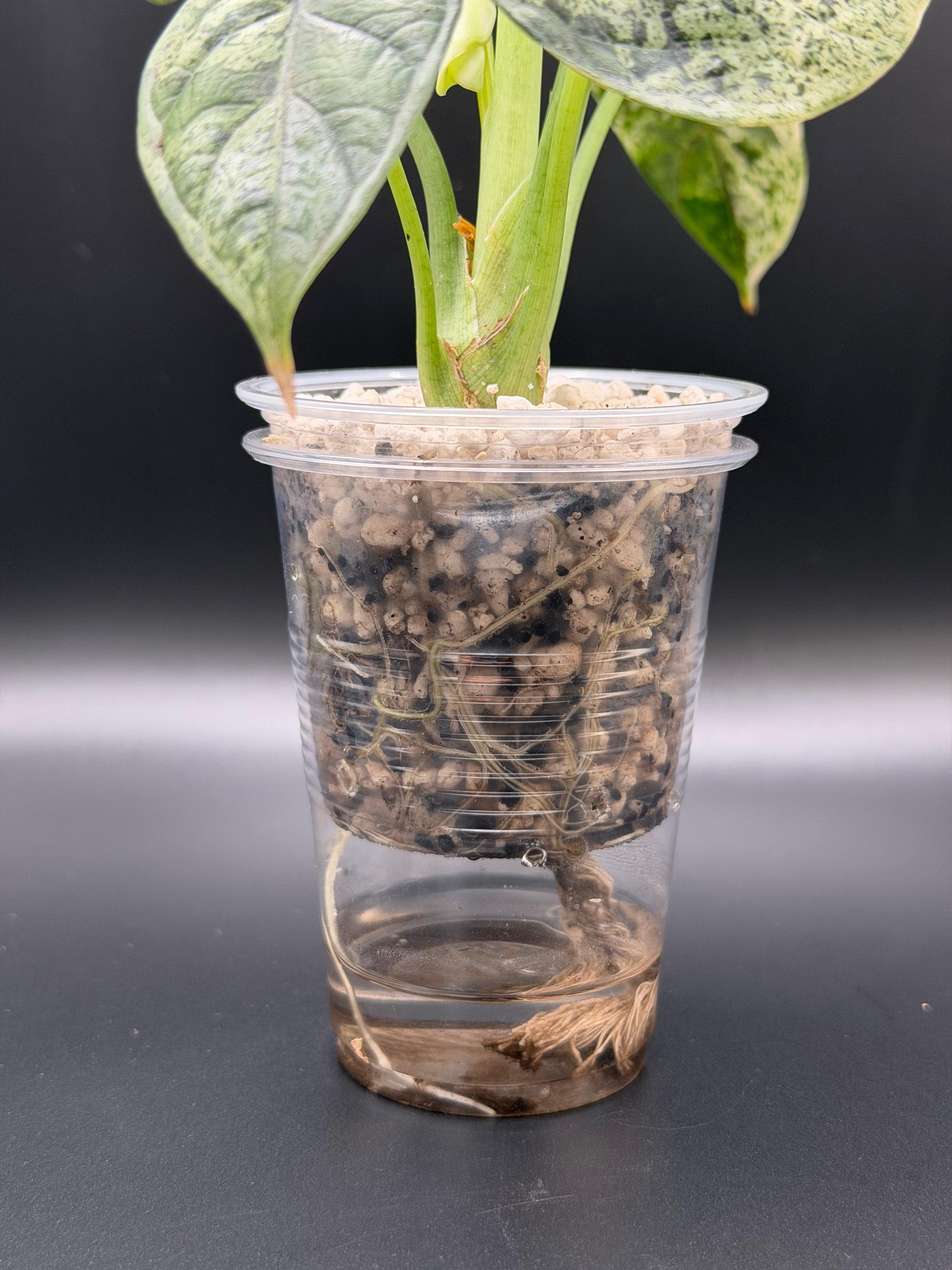 ALOCASIA DRAGON SCALE ‘MINT’ (DSM-01)