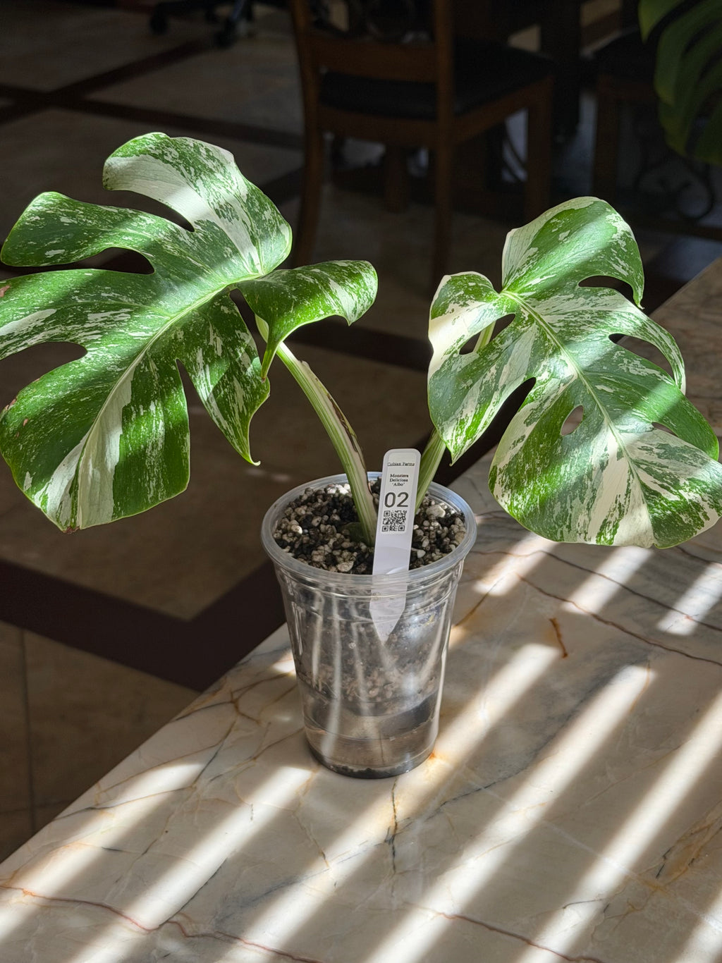 Monstera Deliciosa Albo - 02