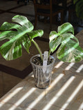 Monstera Deliciosa Albo - 02