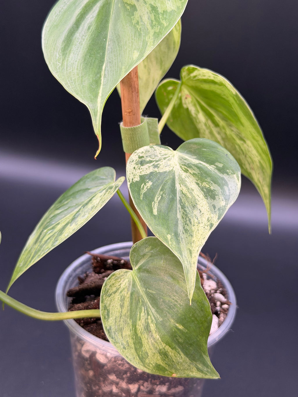 Philodendron Hederaceum Variegated Heartleaf (HVH-01)