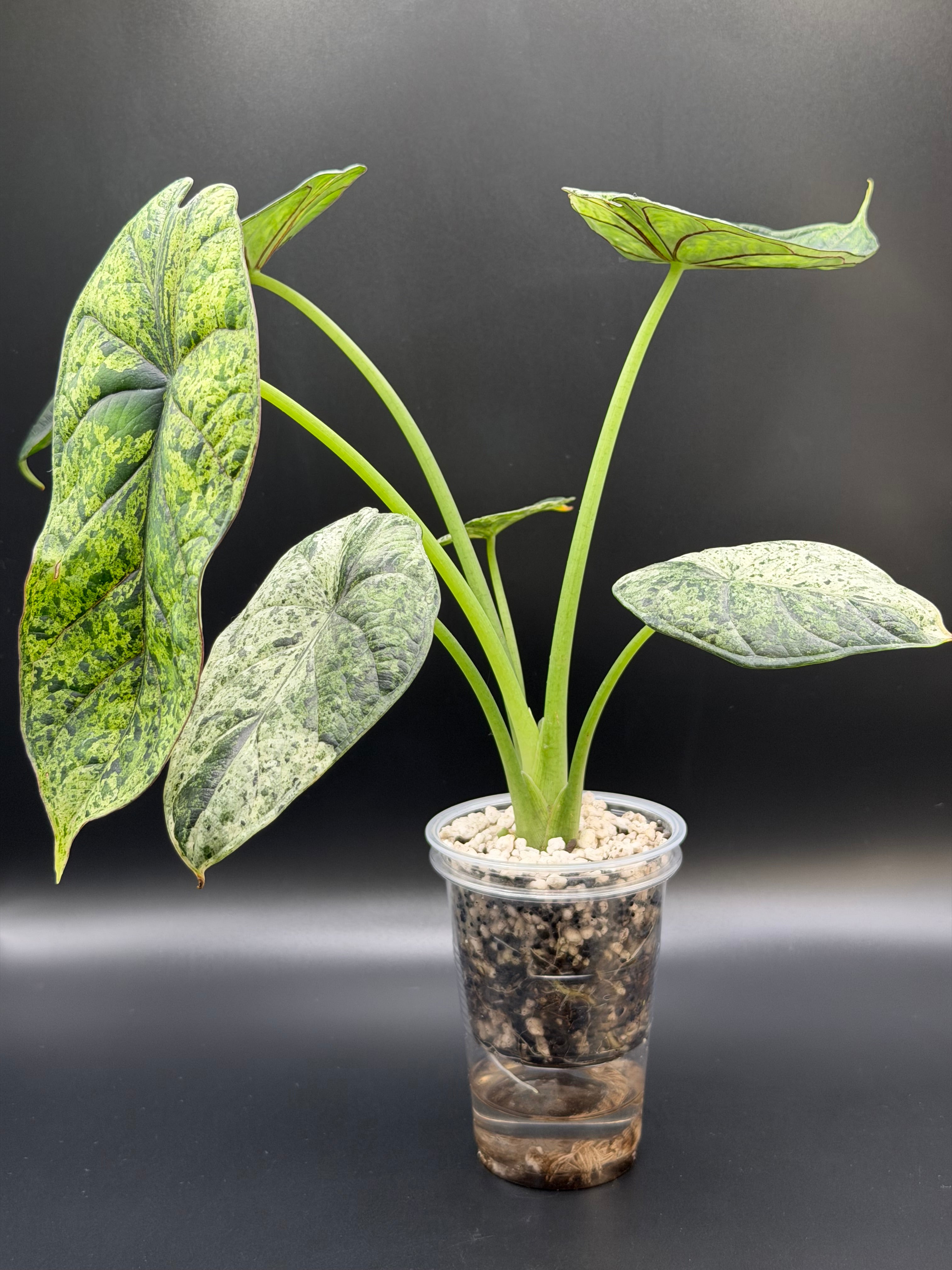 ALOCASIA DRAGON SCALE ‘MINT’ (DSM-04)
