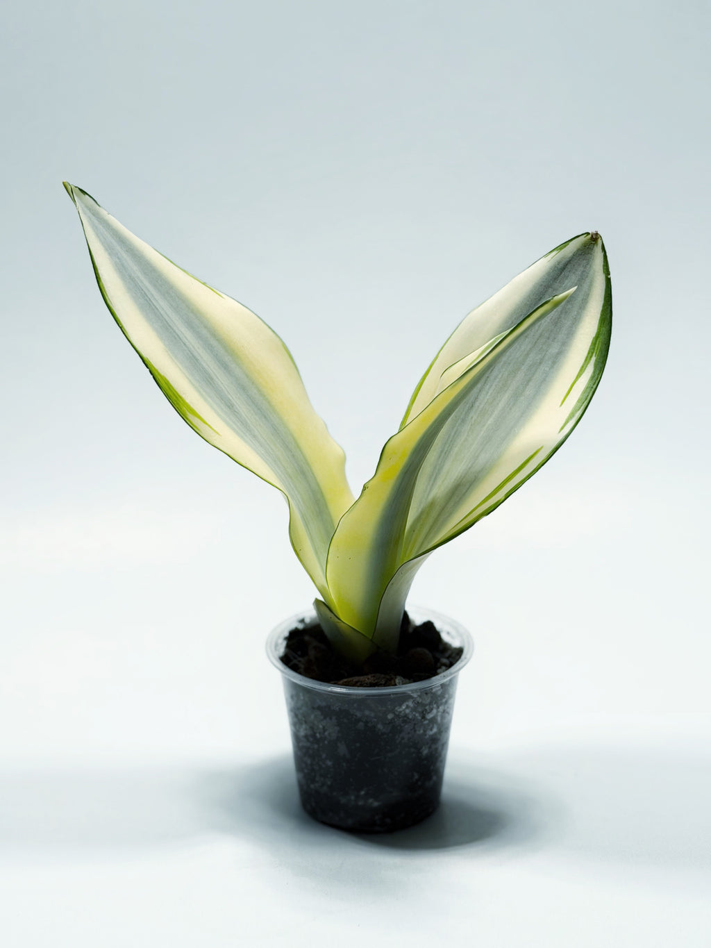 Sansevieria ‘Moonshine Splash’