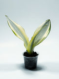 Sansevieria ‘Moonshine Splash’