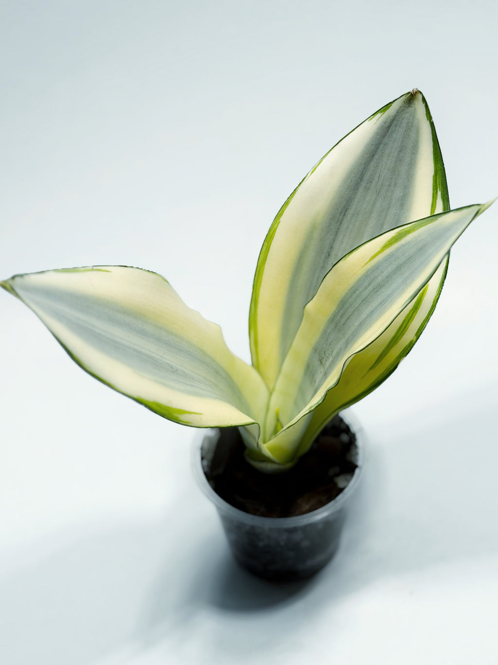 Sansevieria ‘Moonshine Splash’