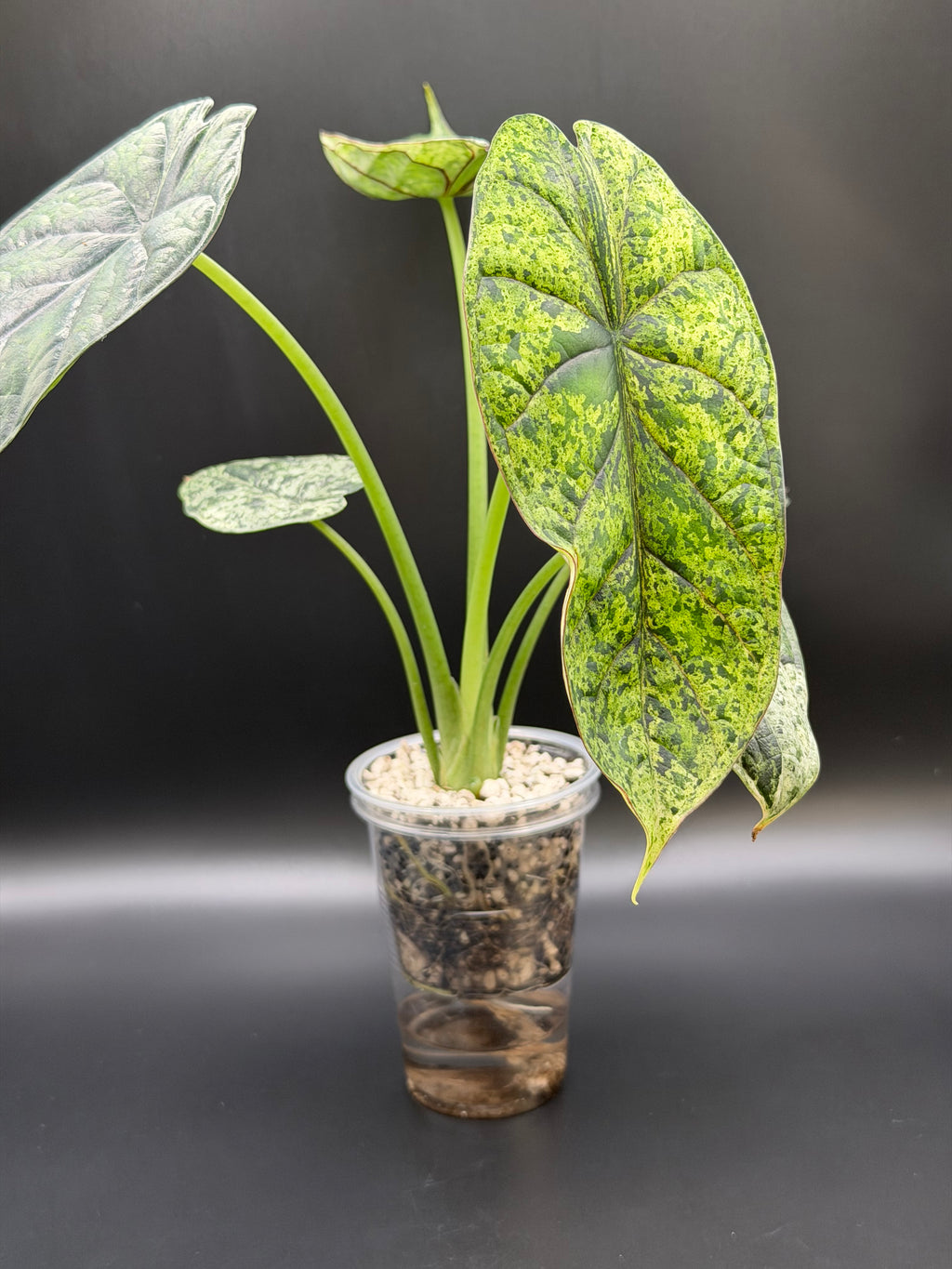 ALOCASIA DRAGON SCALE ‘MINT’ (DSM-04)