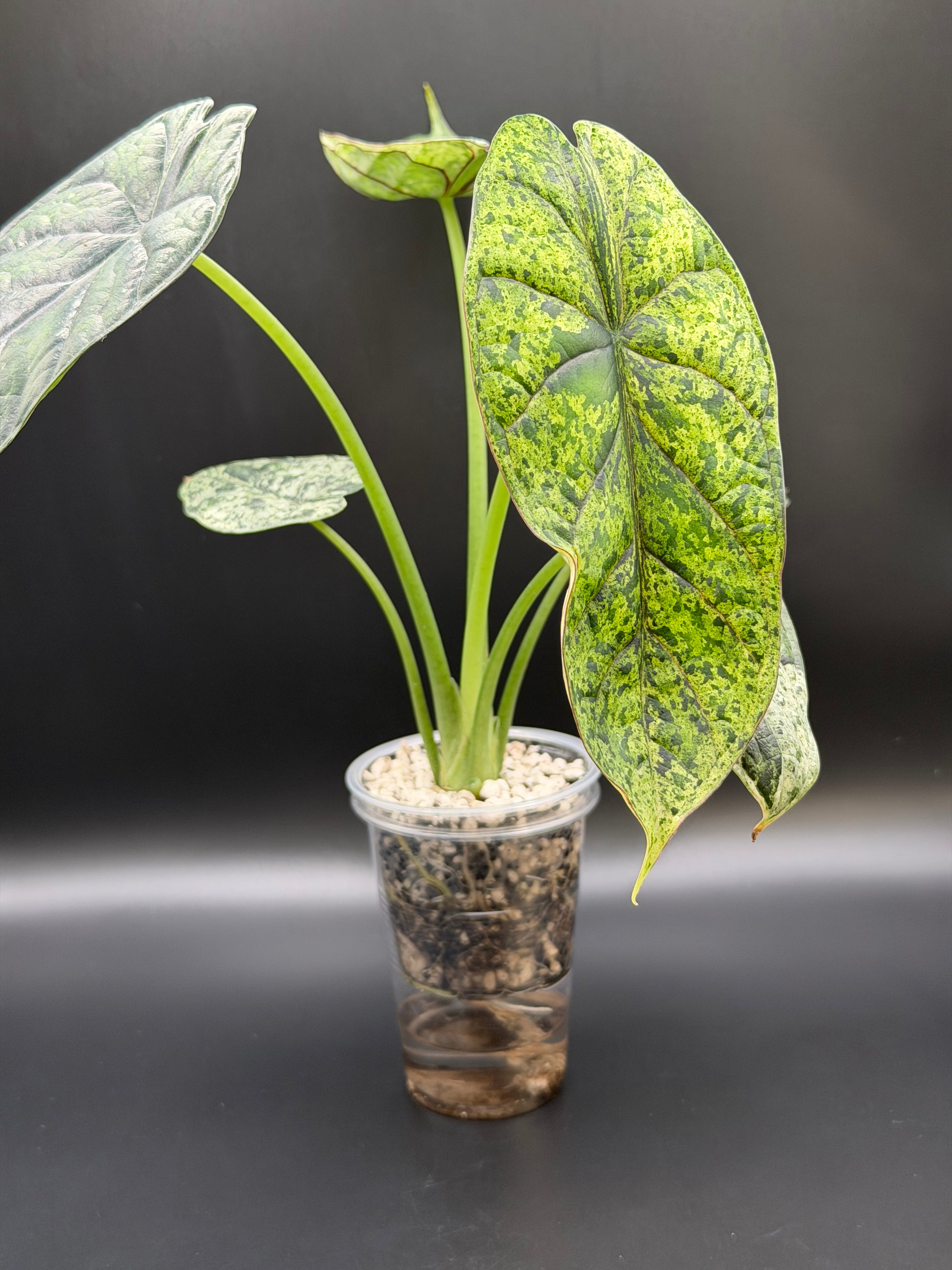 ALOCASIA DRAGON SCALE ‘MINT’ (DSM-04)