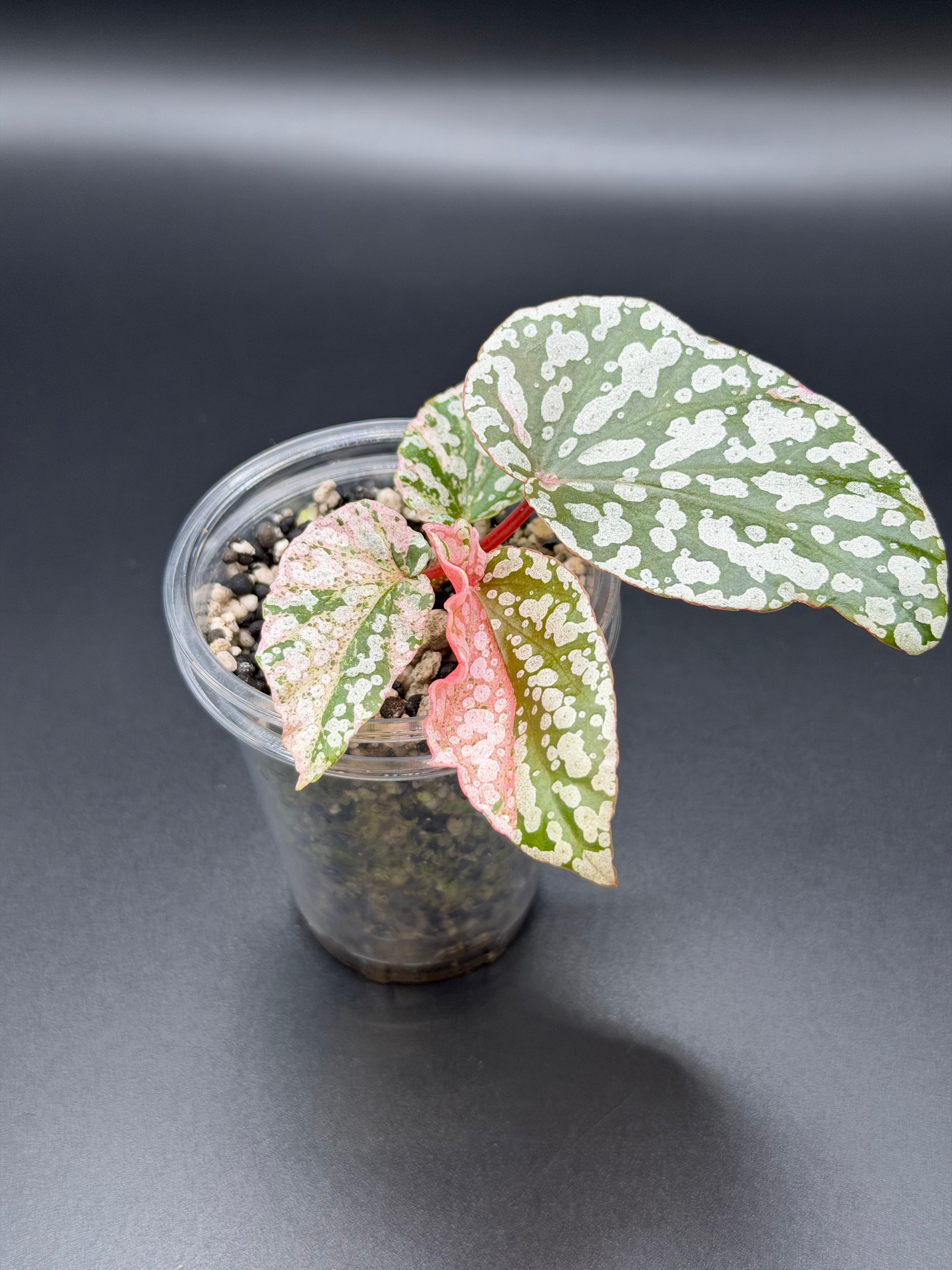 BEGONIA ‘SNOW CAPPED’ VARIEGATED (BSC-02)