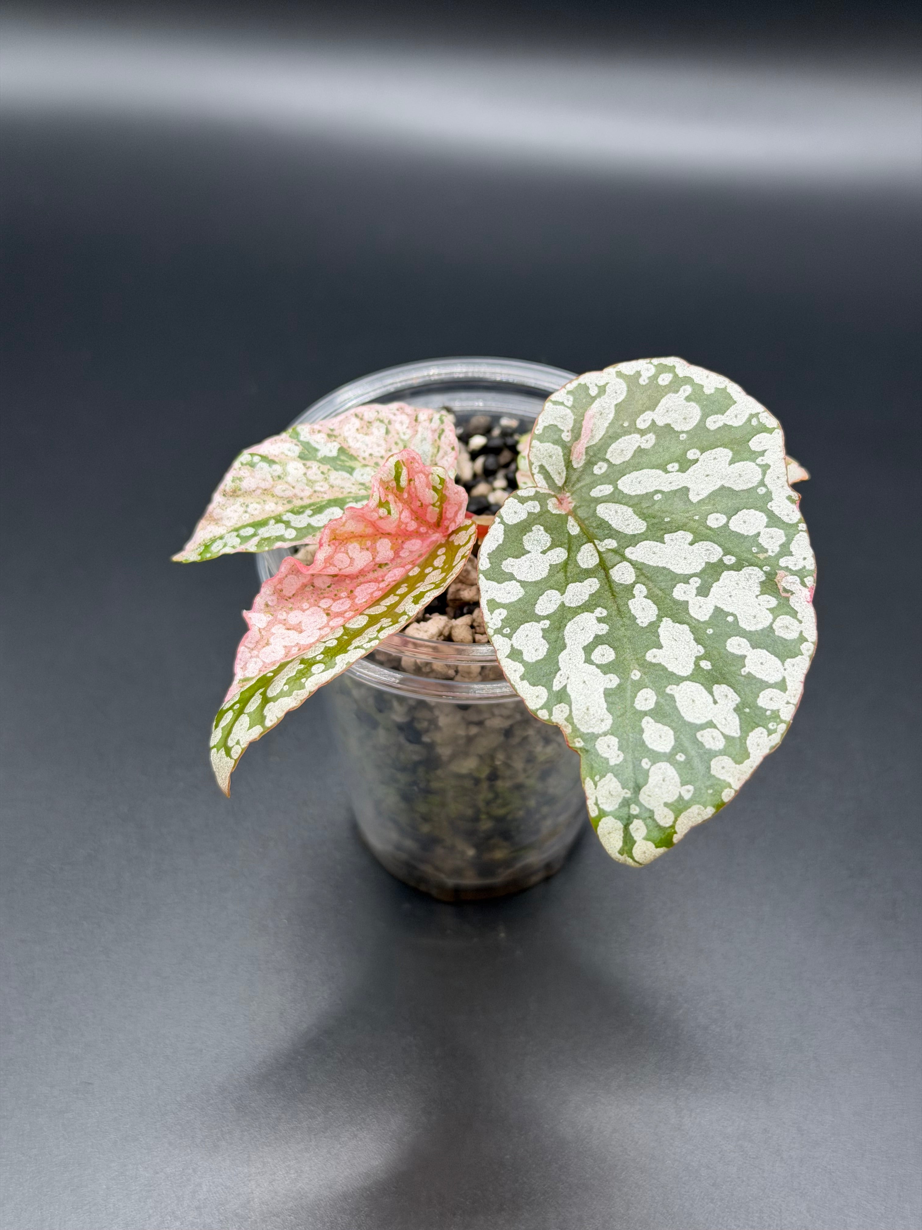 BEGONIA ‘SNOW CAPPED’ VARIEGATED (BSC-02)