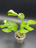 Rhaphidophora Tetrasperma 'Aurea' (RT-02)