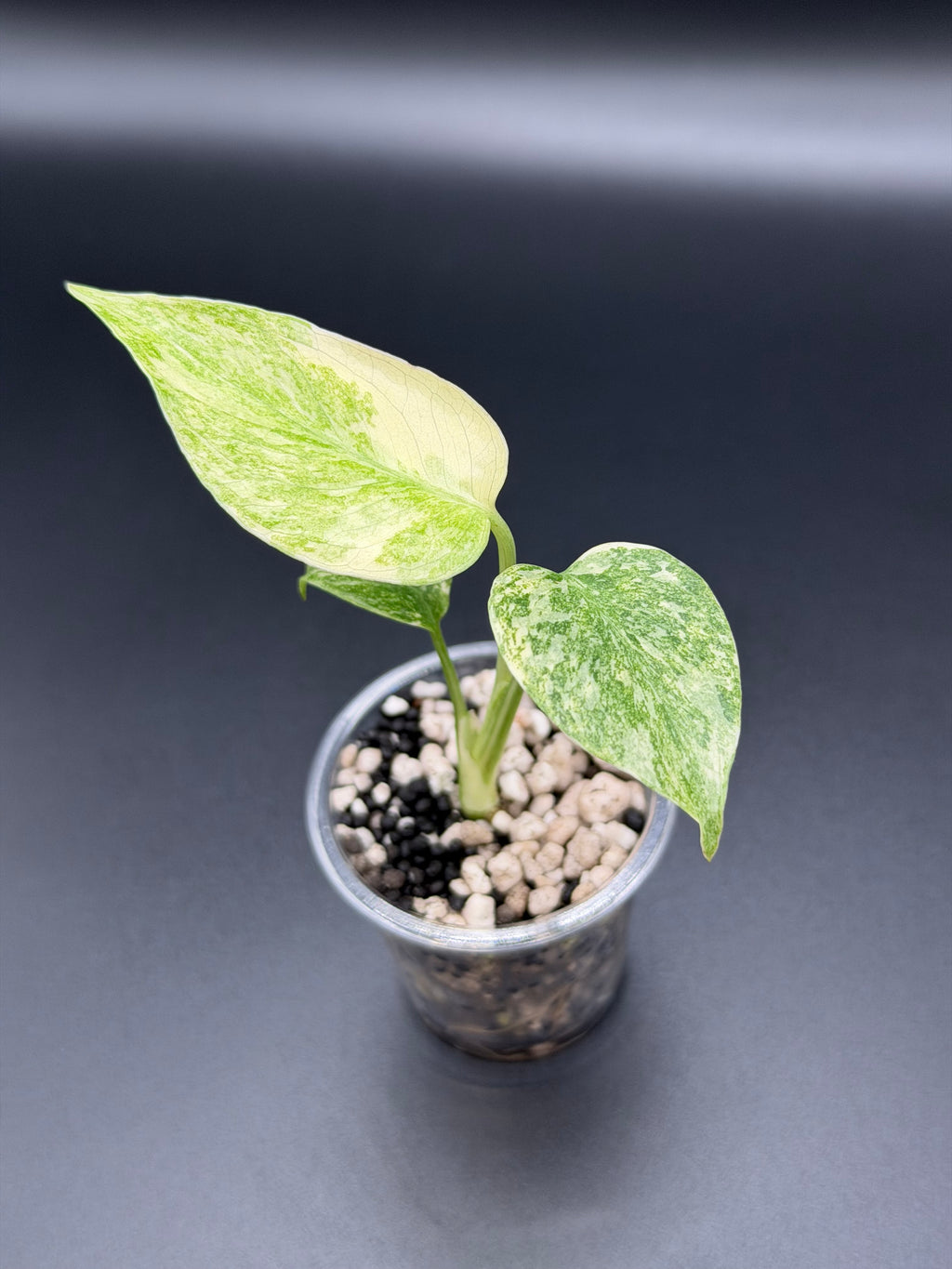 MONSTERA DELICIOSA LEGACY