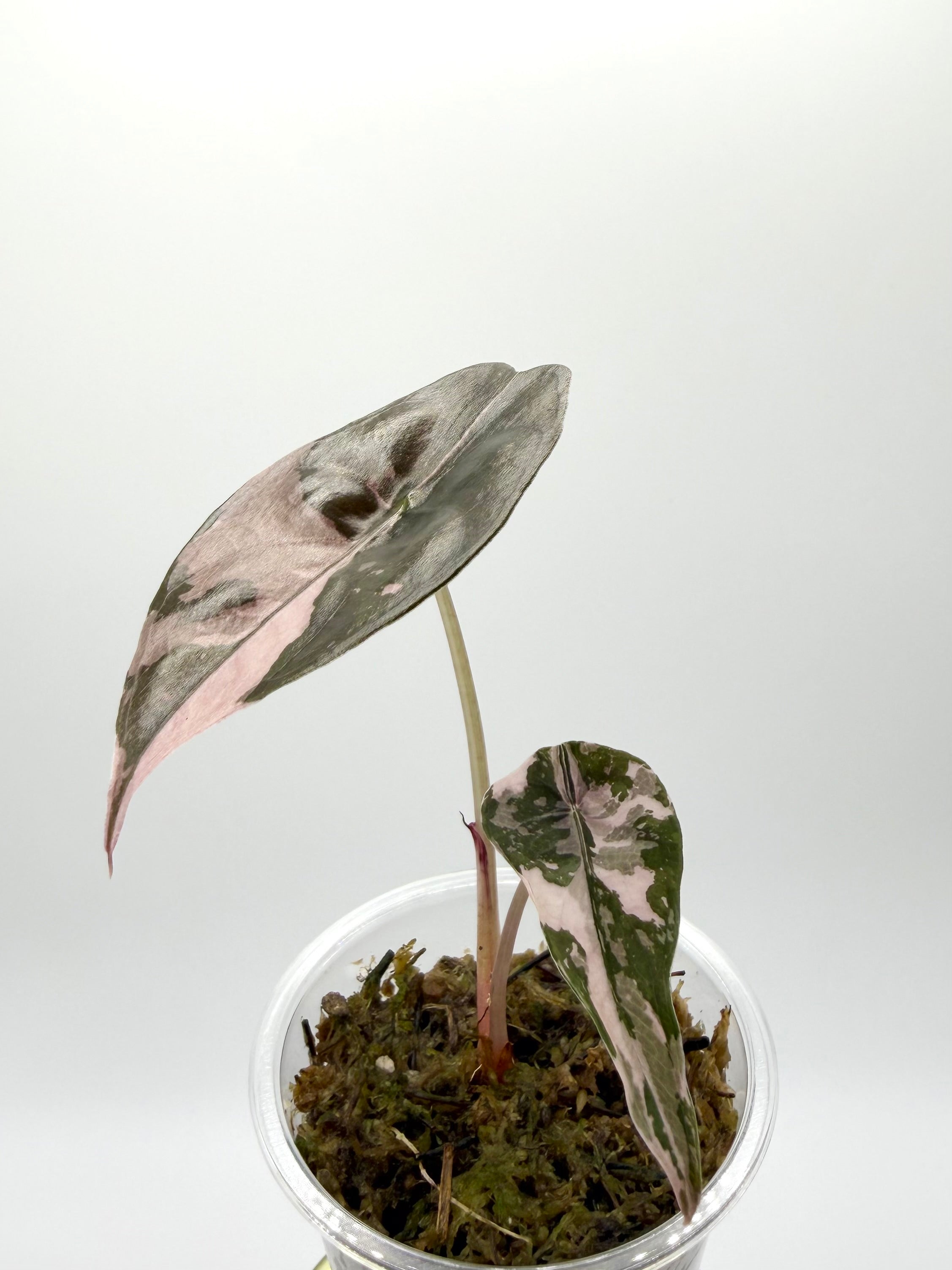 Alocasia Chantrieri Pink