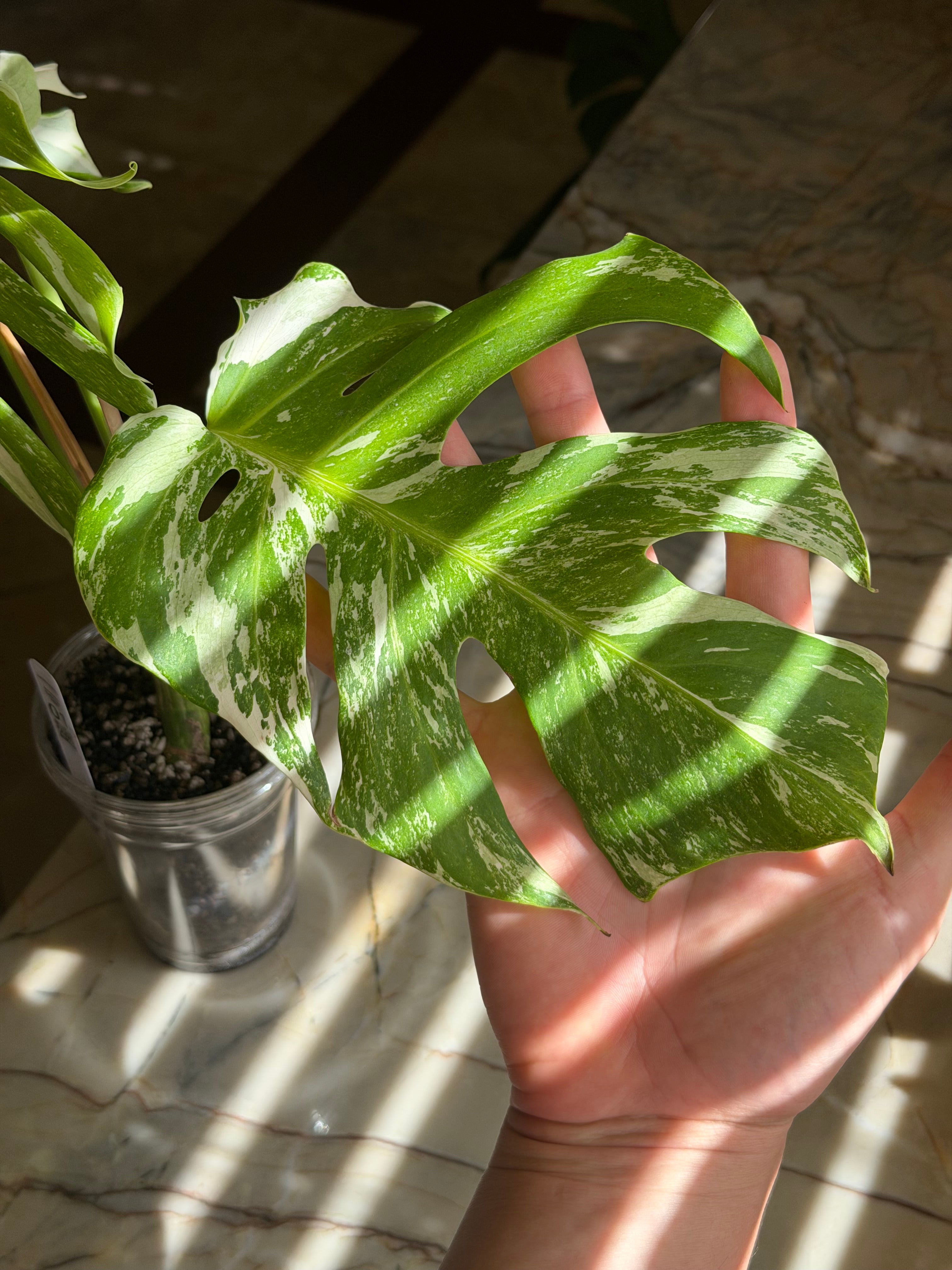 Monstera Deliciosa Albo - 01