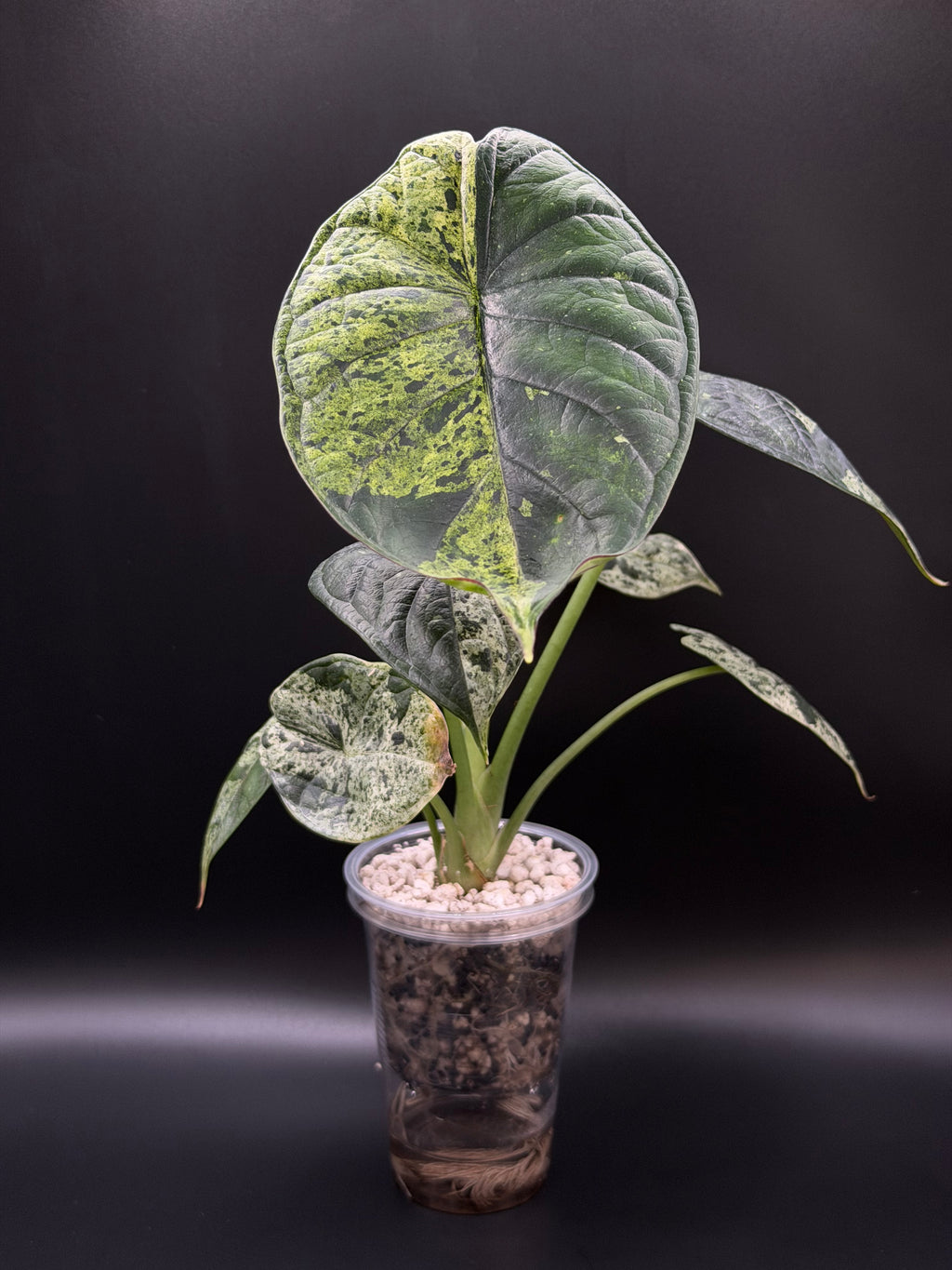 ALOCASIA DRAGON SCALE ‘MINT’ (DSM-01)