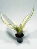 Sansevieria ‘Moonshine Splash’