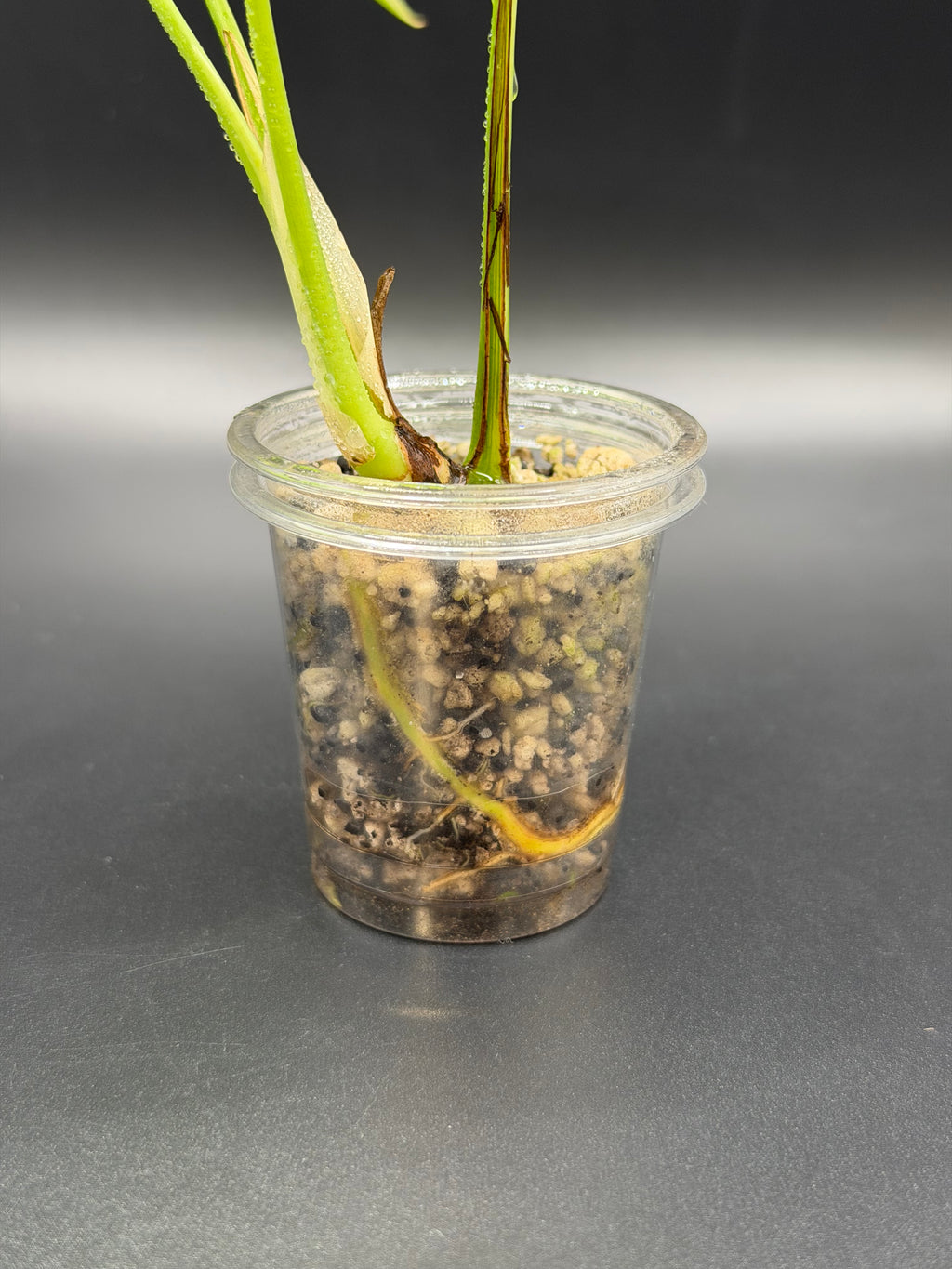 Rhaphidophora Tetrasperma 'Aurea' (RT-02)