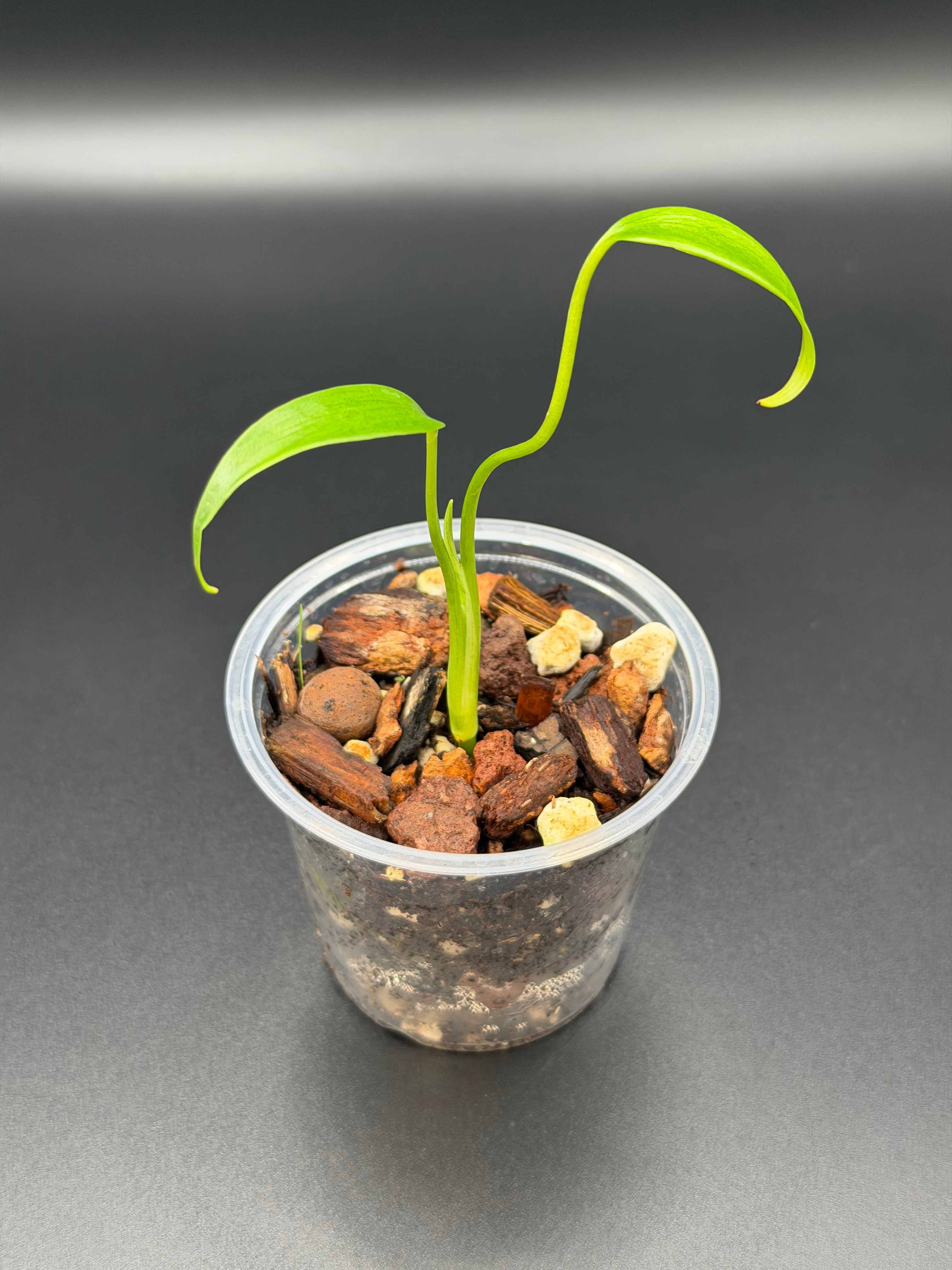 Monstera Burle Marx Flame *Growers Choice*