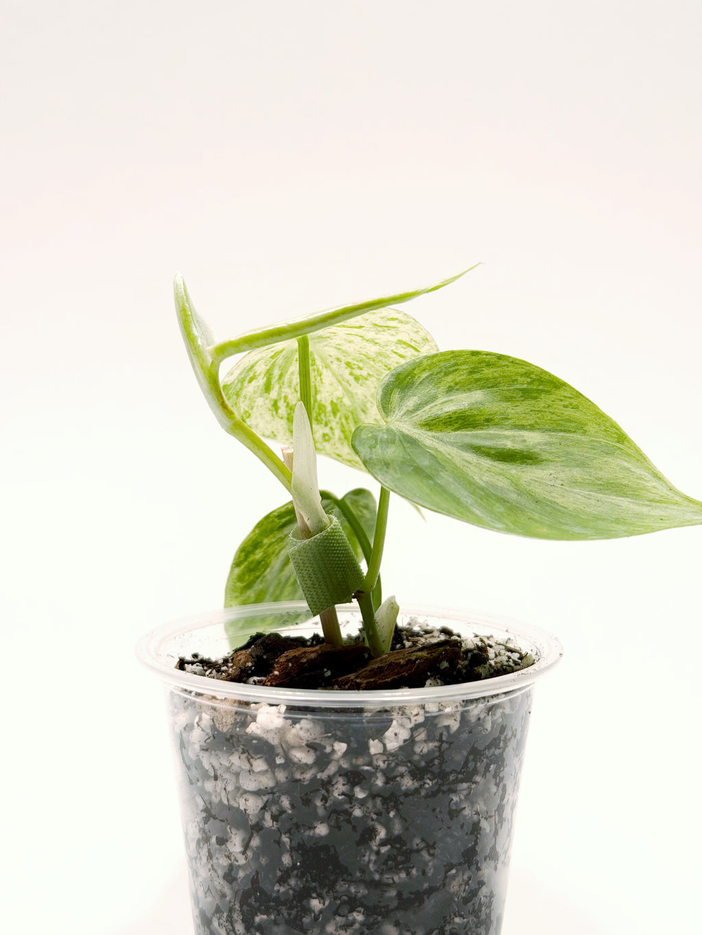 Philodendron Hederaceum Variegated Heartleaf