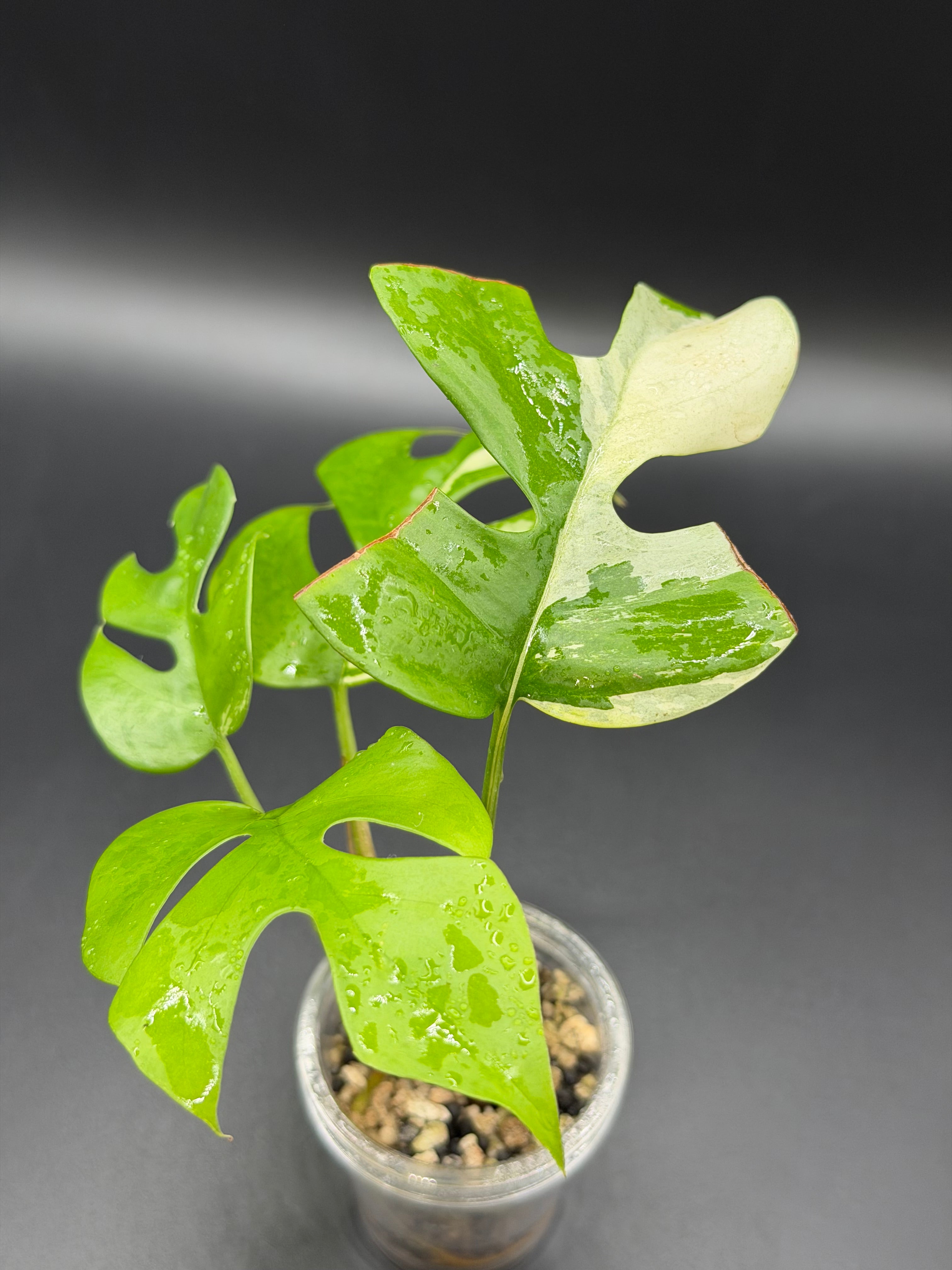 Rhaphidophora Tetrasperma 'Aurea' (RT-02)
