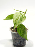 Philodendron Hederaceum Variegated Heartleaf