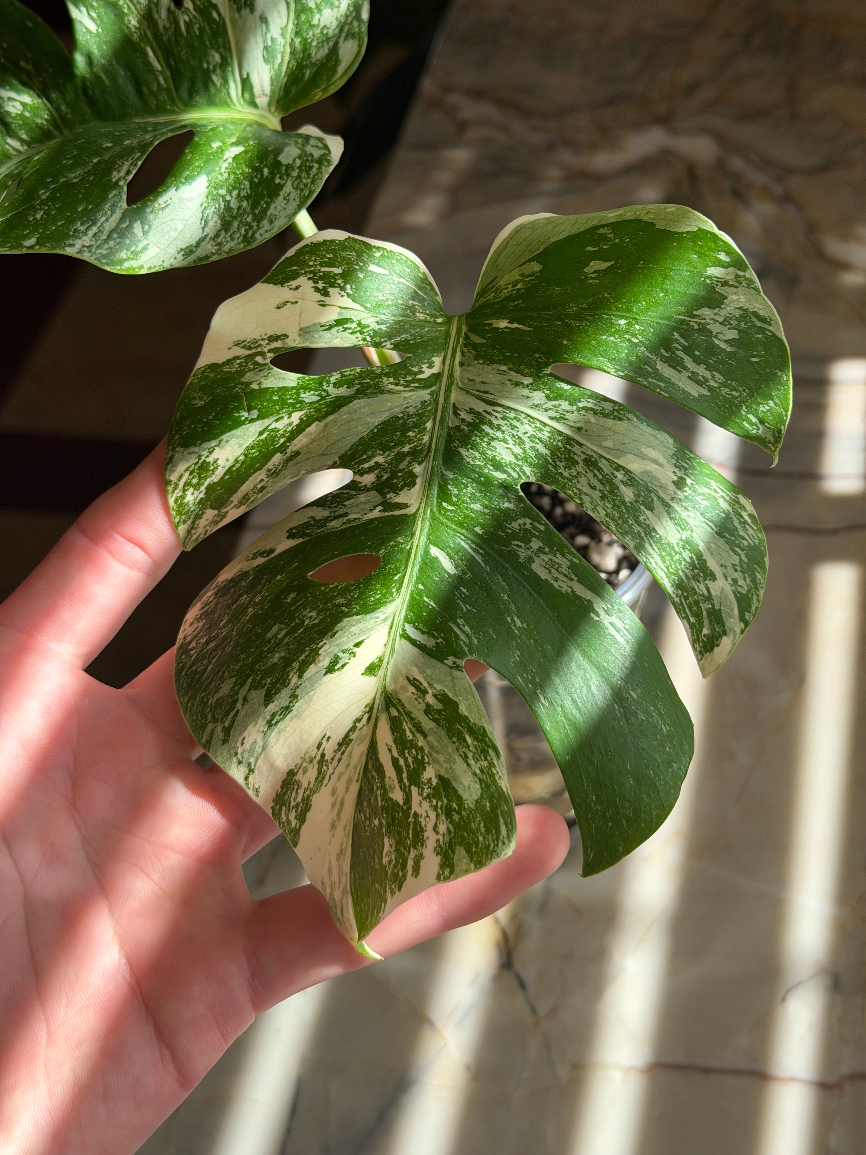 Monstera Deliciosa Albo - 02