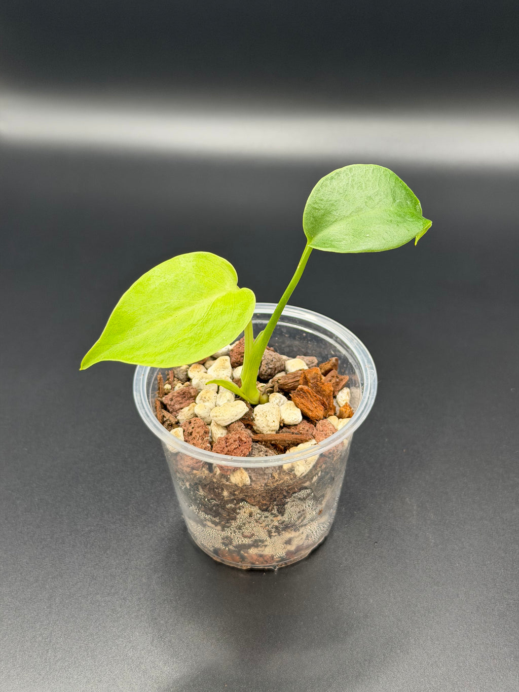 MONSTERA DELICIOSA *Growers Choice*