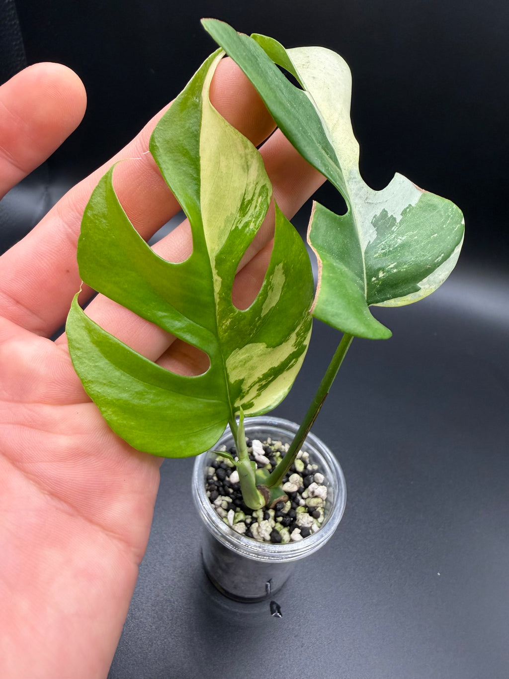 RHAPHIDOPHORA TETRASPERMA 'AUREA' (RT-02)