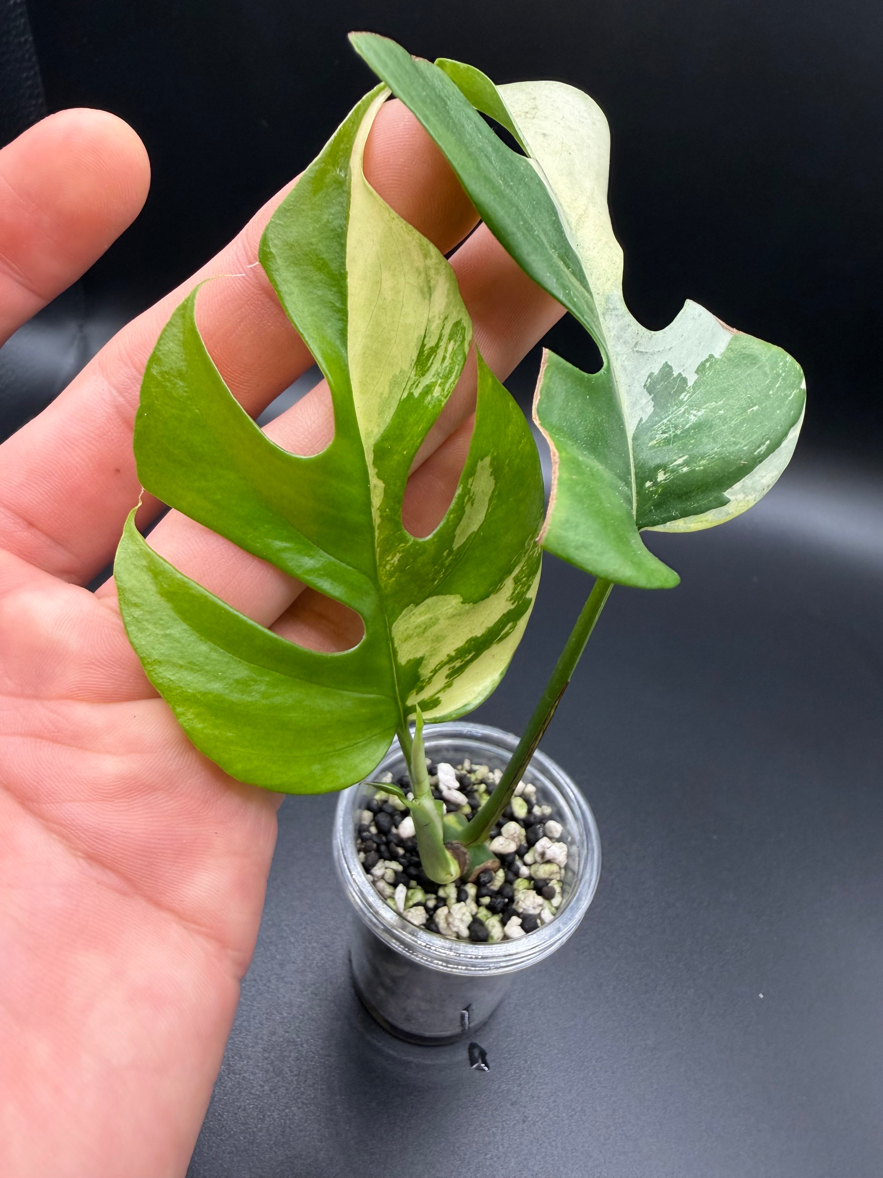 RHAPHIDOPHORA TETRASPERMA 'AUREA' (RT-02)