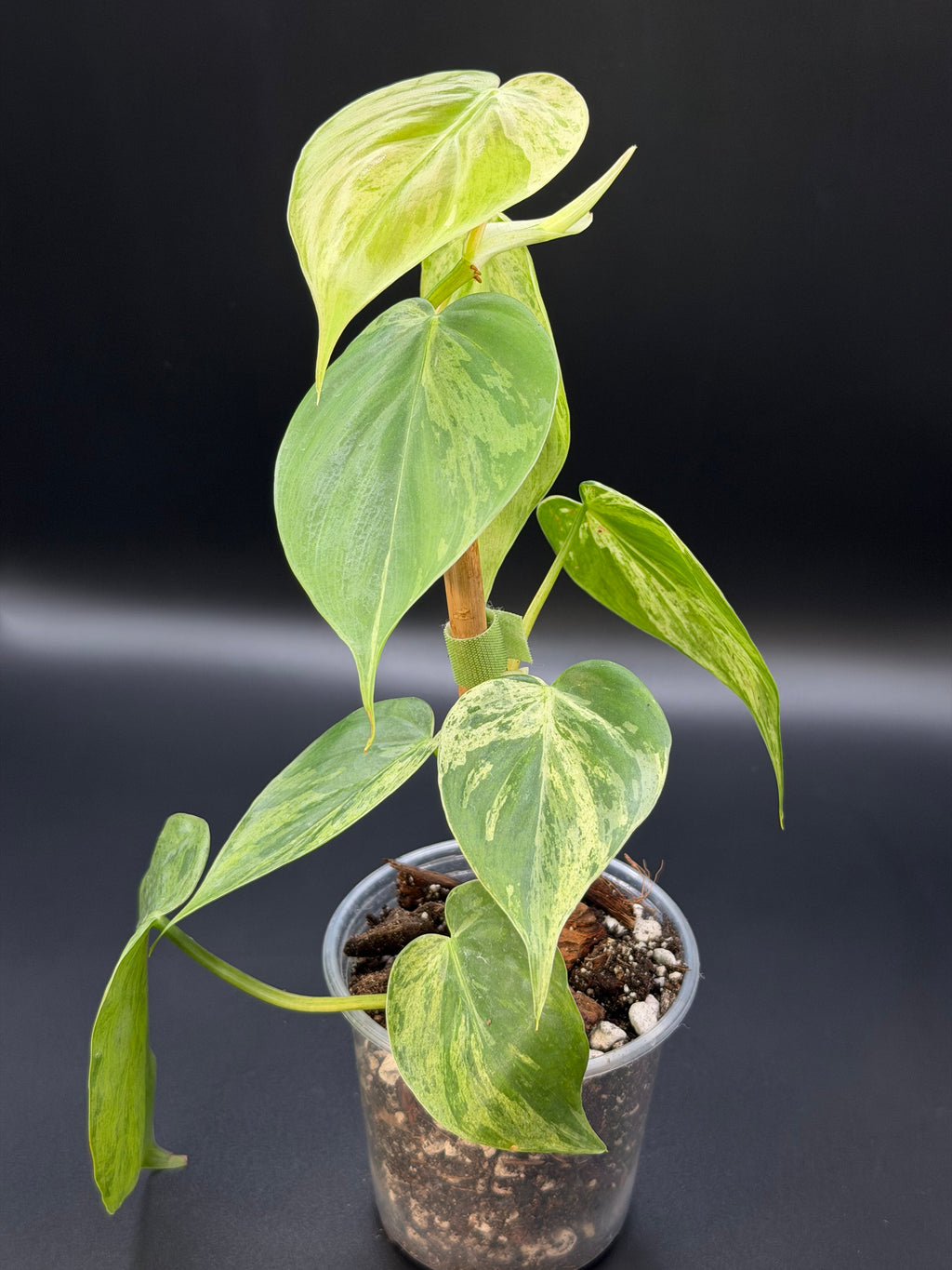 Philodendron Hederaceum Variegated Heartleaf (HVH-01)
