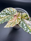 BEGONIA ‘SNOW CAPPED’ VARIEGATED (BSC-01)