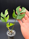 RHAPHIDOPHORA TETRASPERMA 'AUREA' (RT-03)