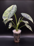 ALOCASIA DRAGON SCALE ‘MINT’ (DSM-01)
