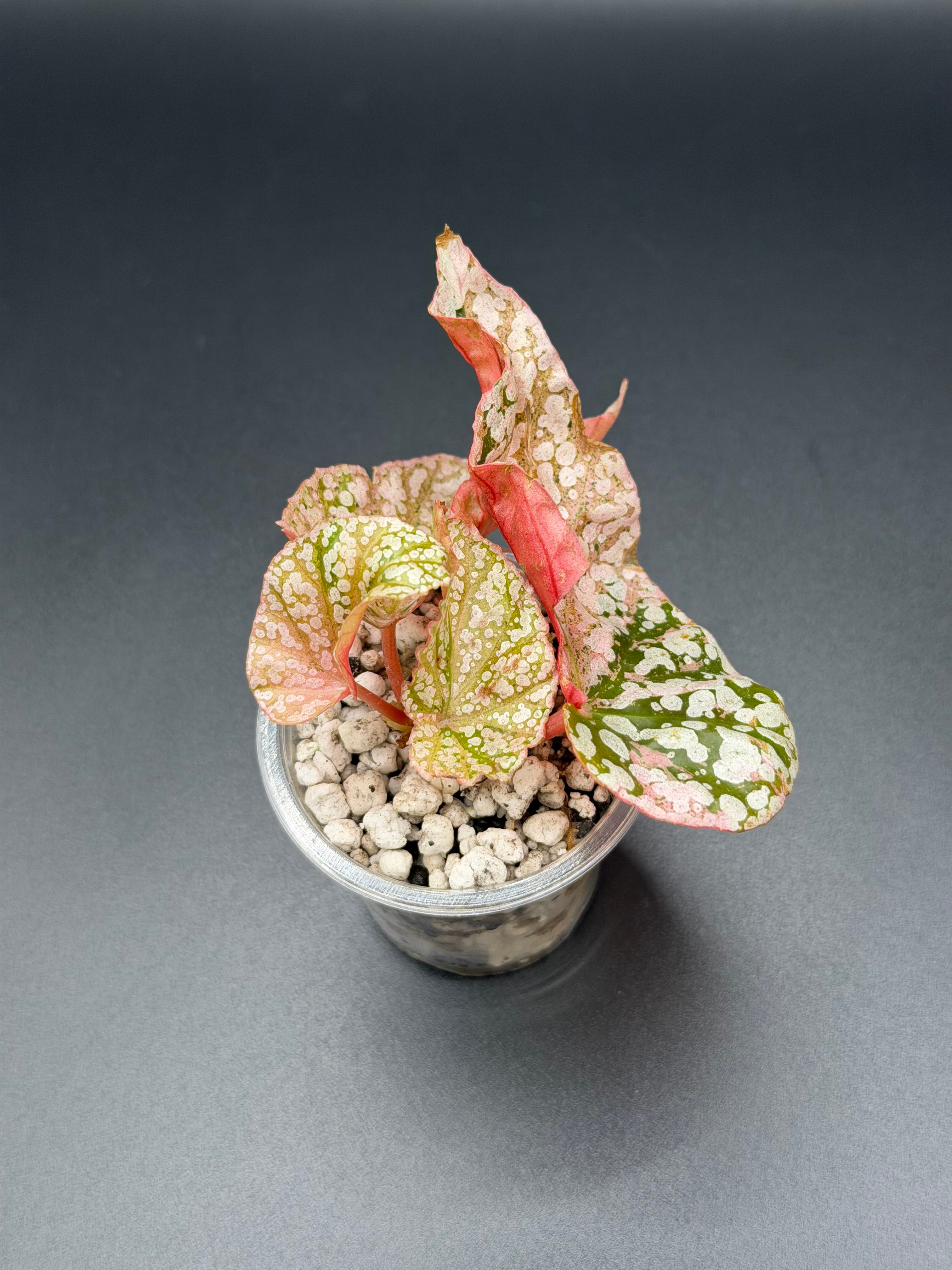 BEGONIA ‘SNOW CAPPED’ VARIEGATED (BSC-03)