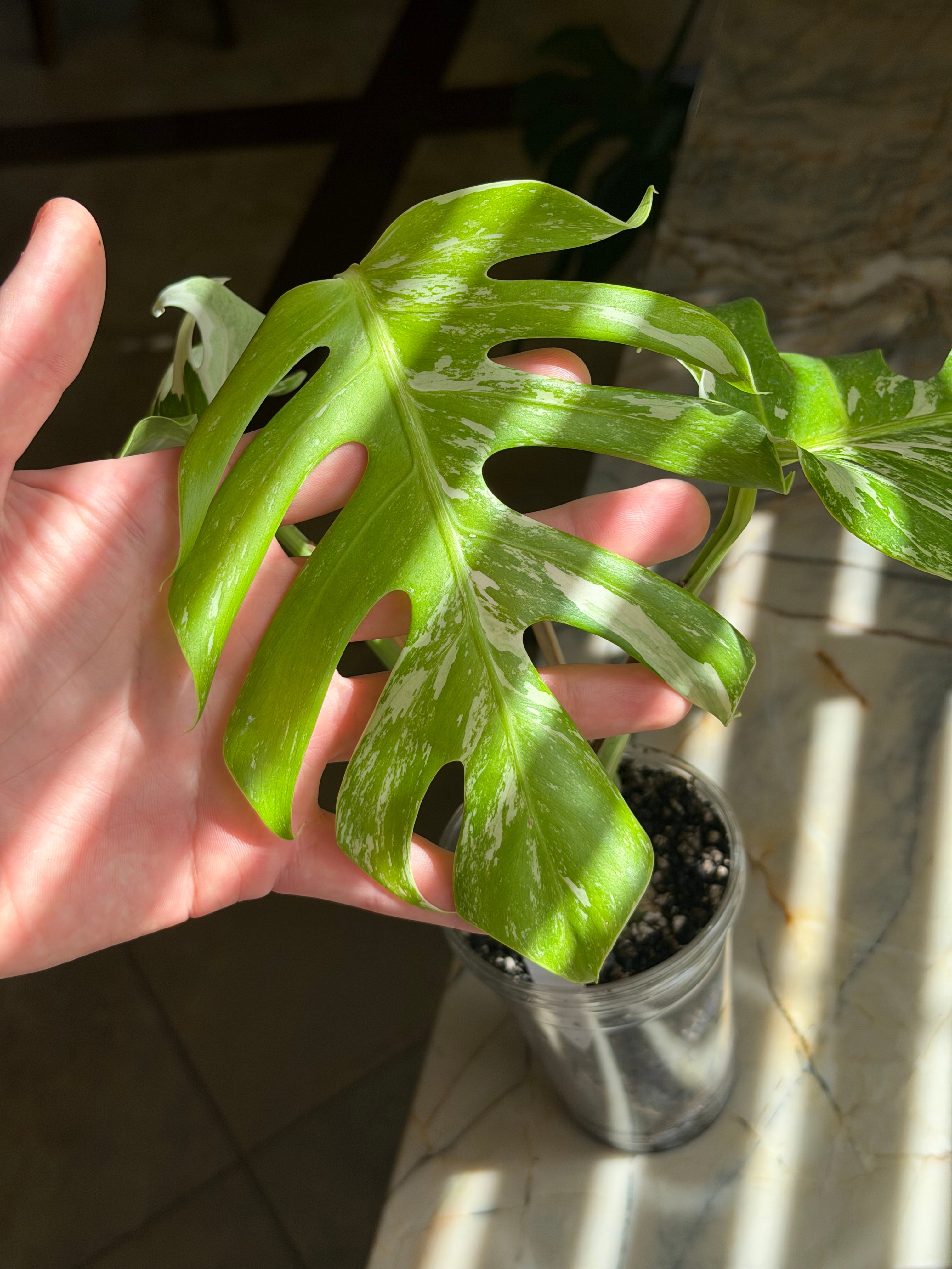 Monstera Deliciosa Albo - 01
