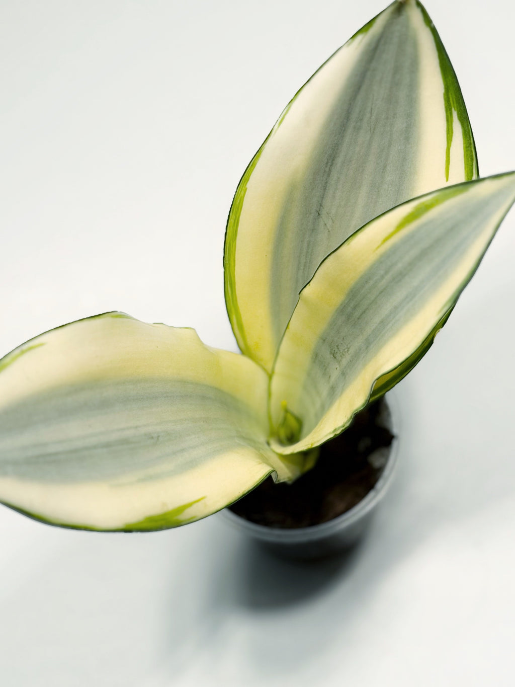 Sansevieria ‘Moonshine Splash’