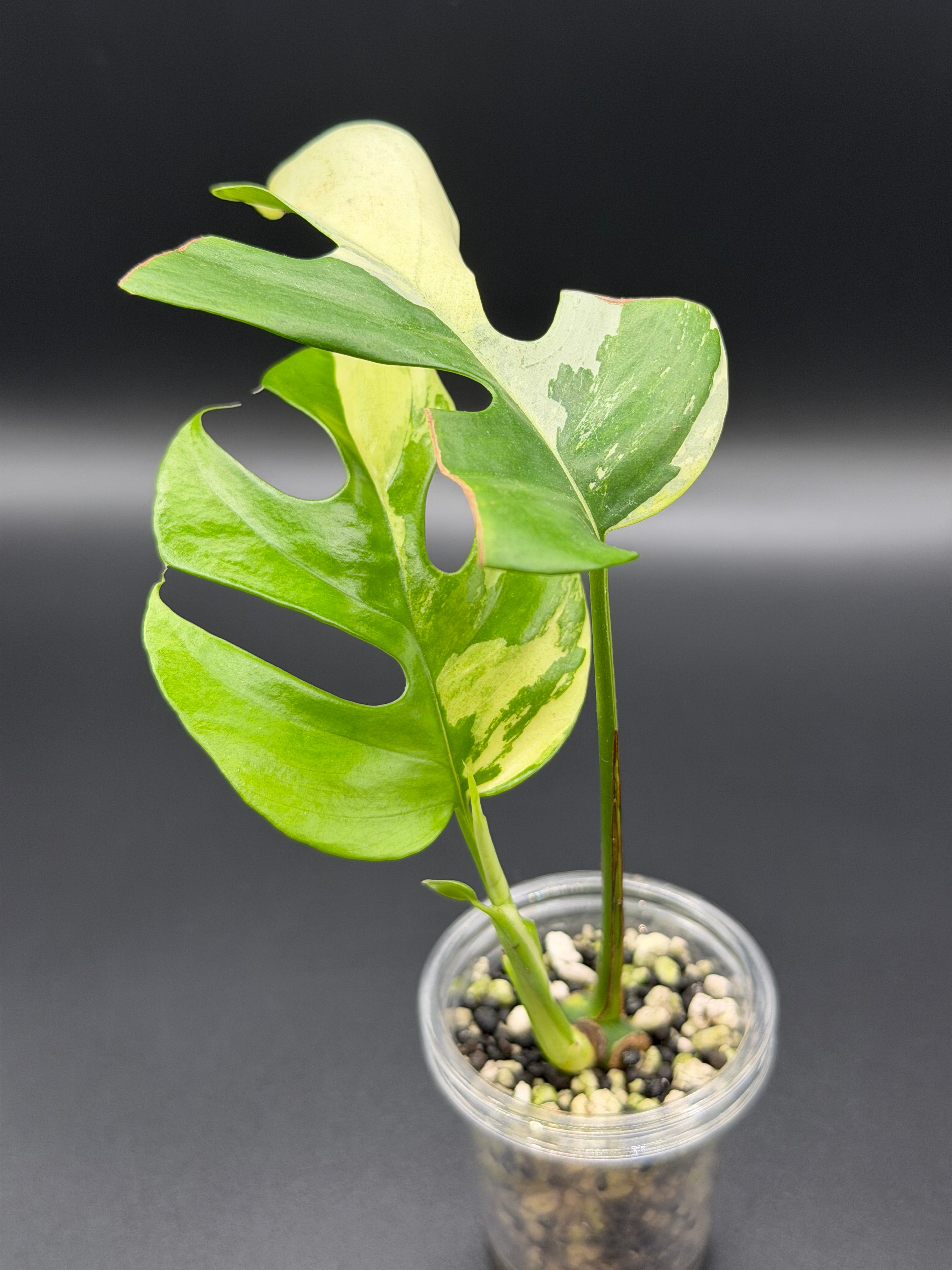RHAPHIDOPHORA TETRASPERMA 'AUREA' (RT-02)