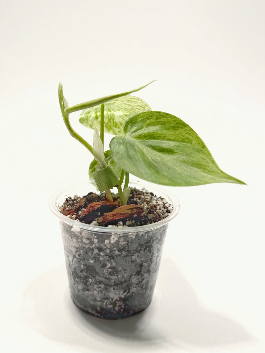 Philodendron Hederaceum Variegated Heartleaf